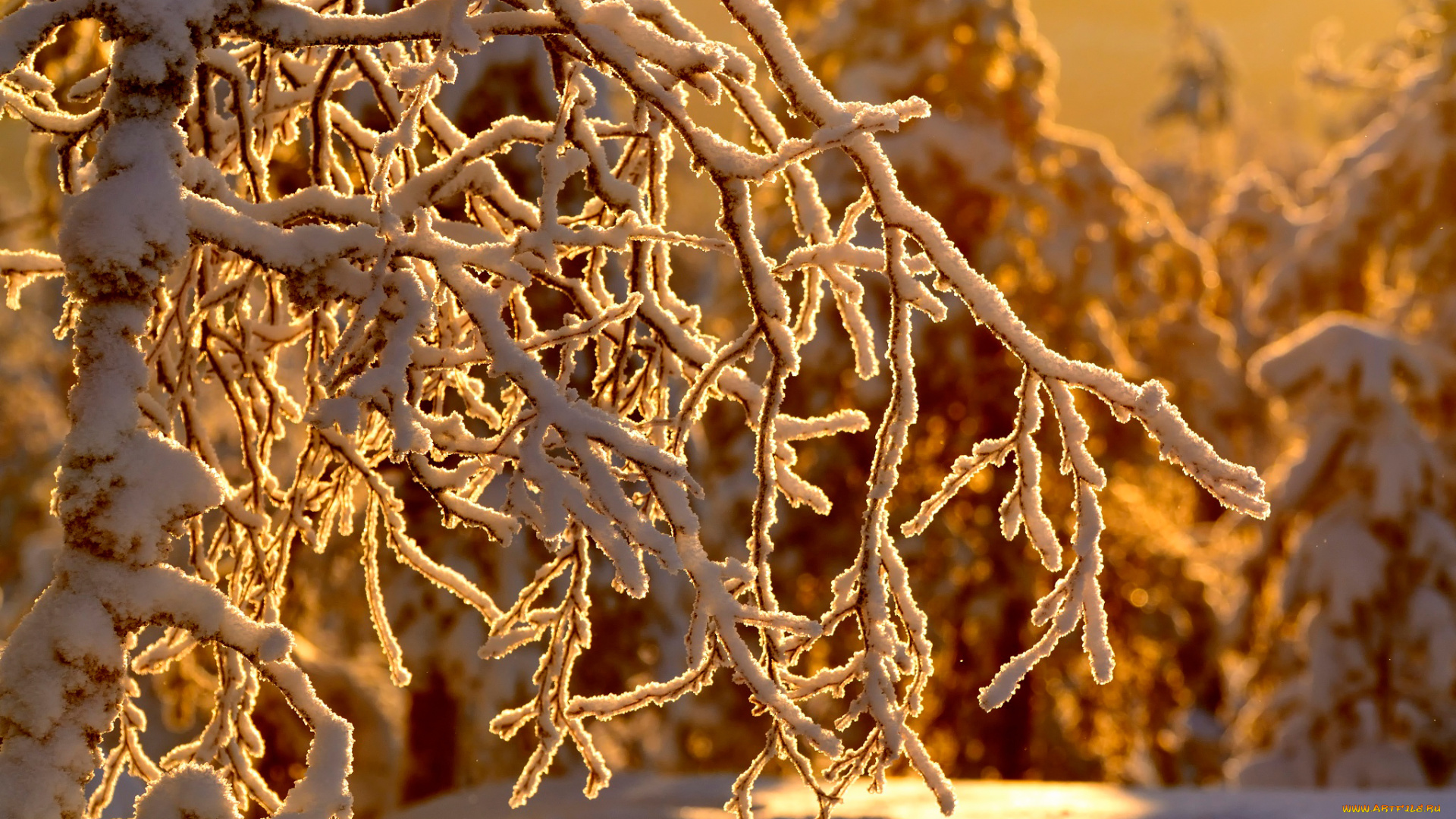 природа, зима, снег, солнечно, ветки, деревья, лес