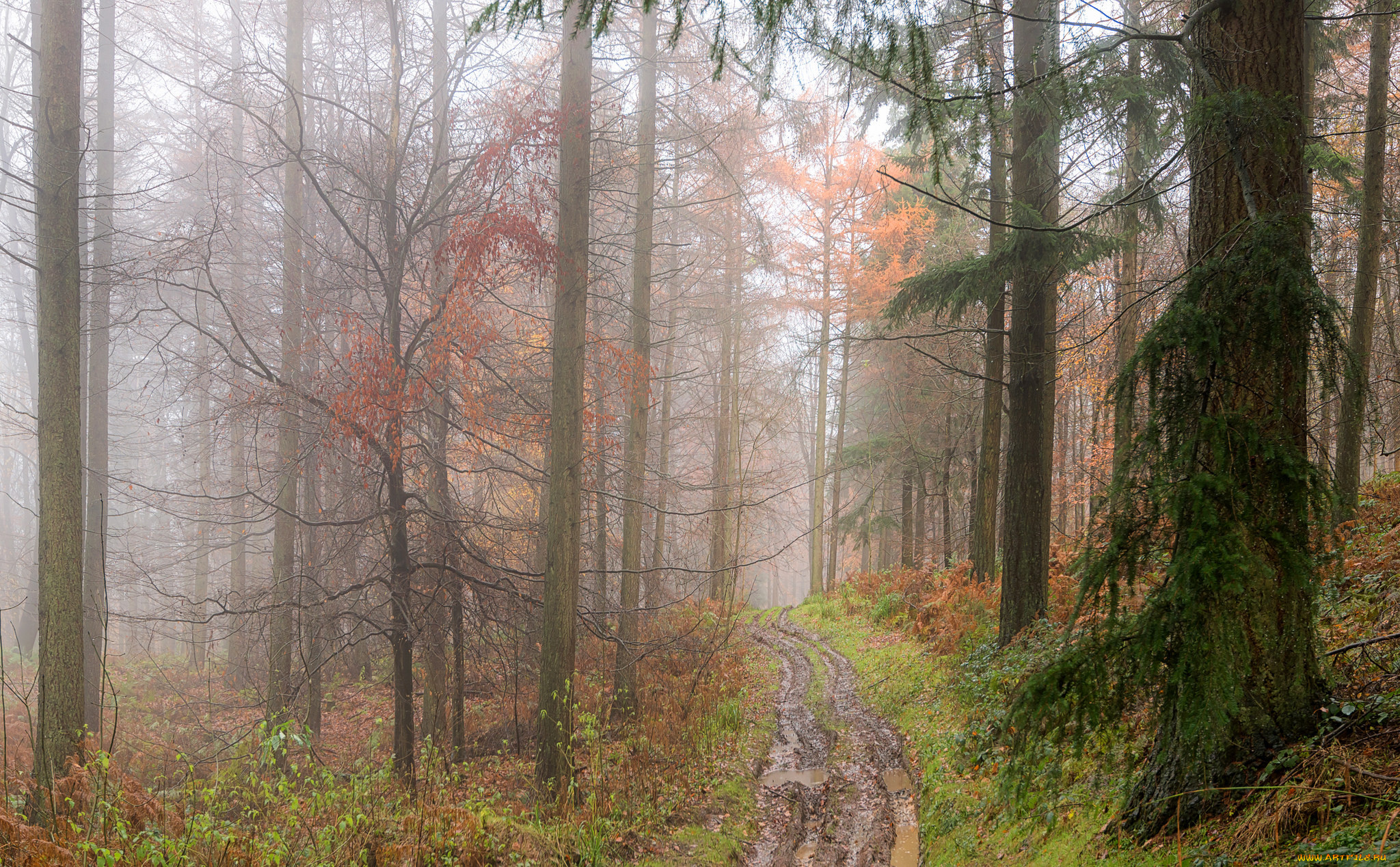 природа, дороги, сырость, дорога, лужи, туман, лес, осень