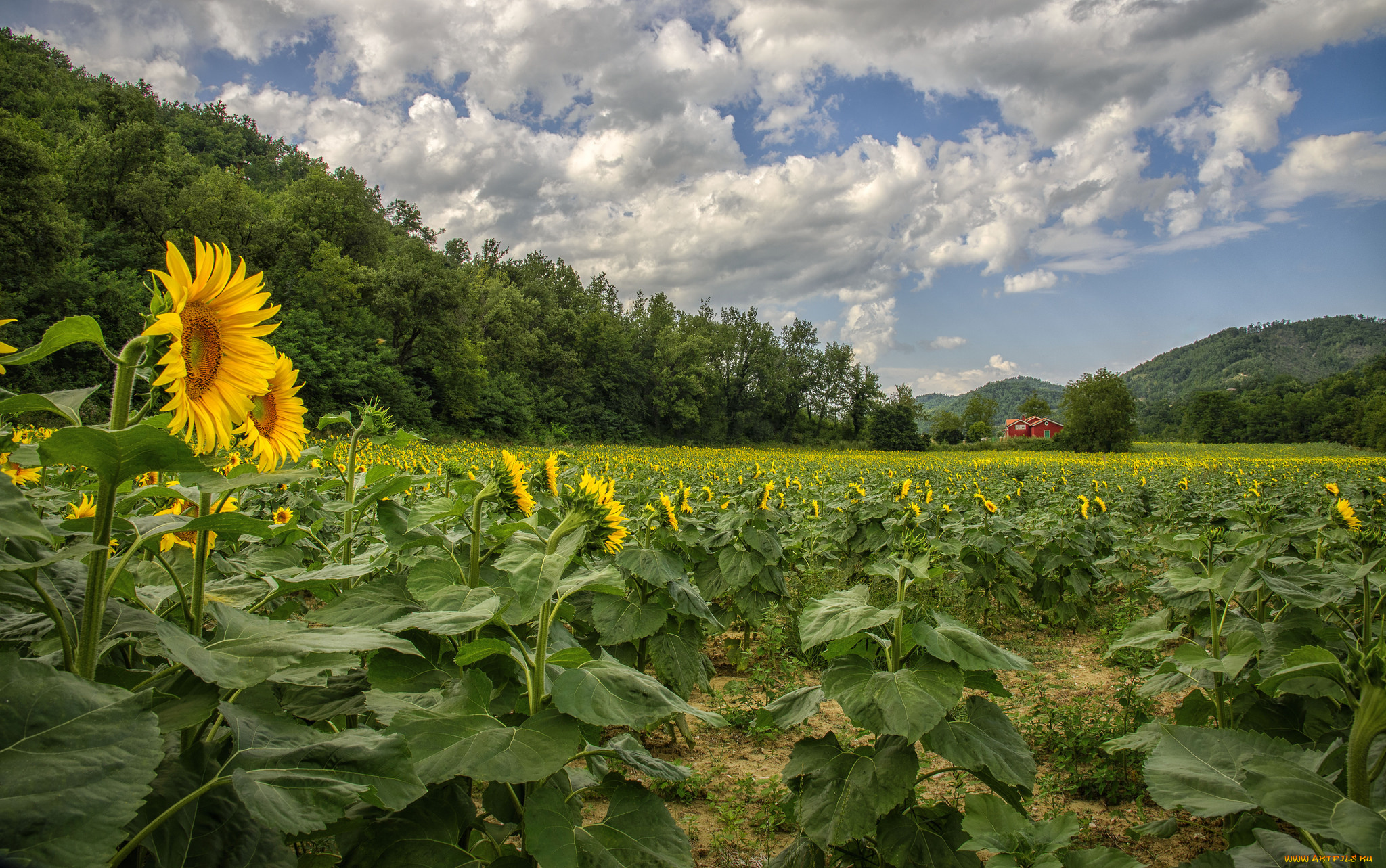 природа, поля, подсолнухи, холмы, лес, поле