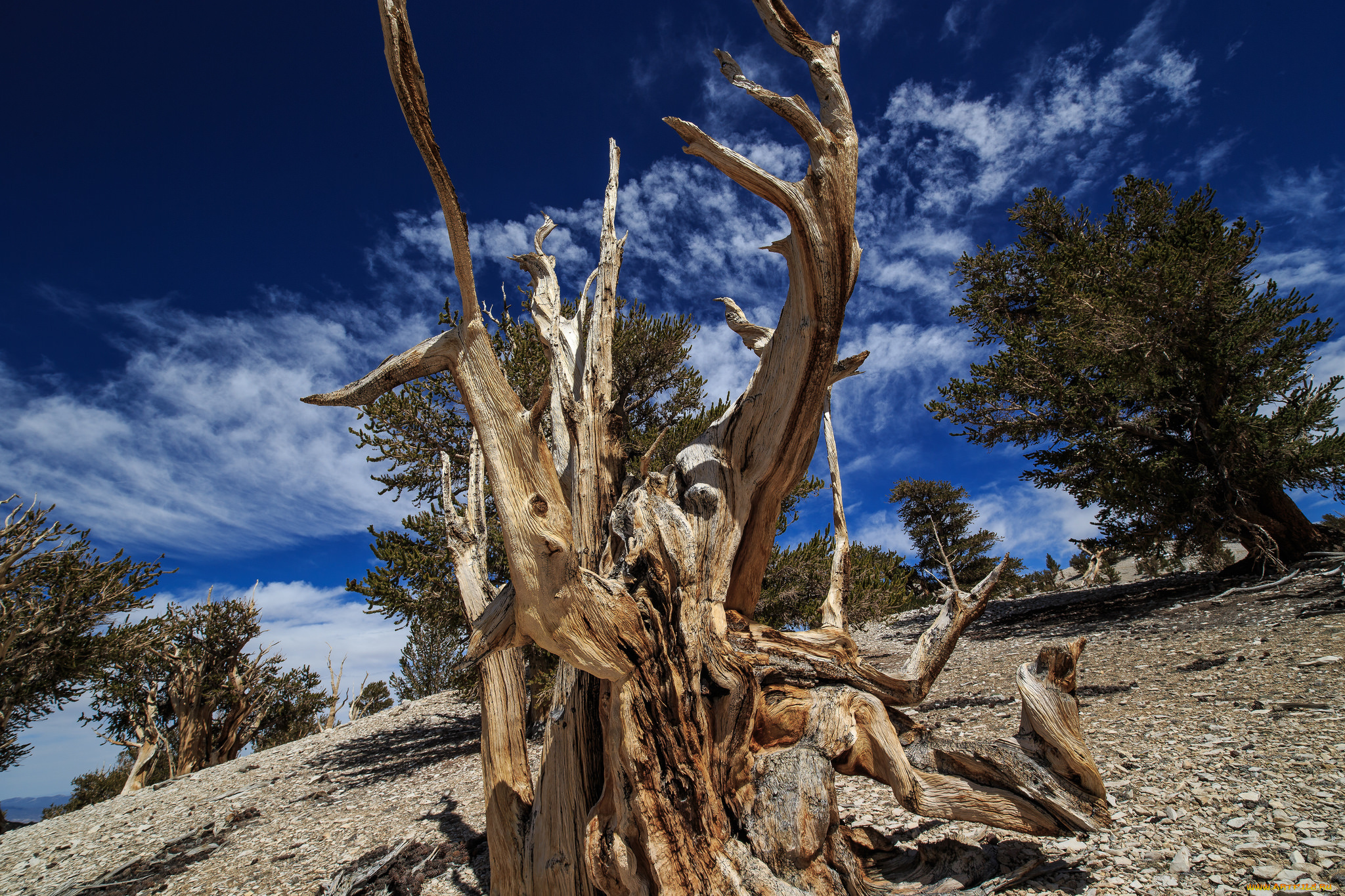 природа, деревья, коряга, склон