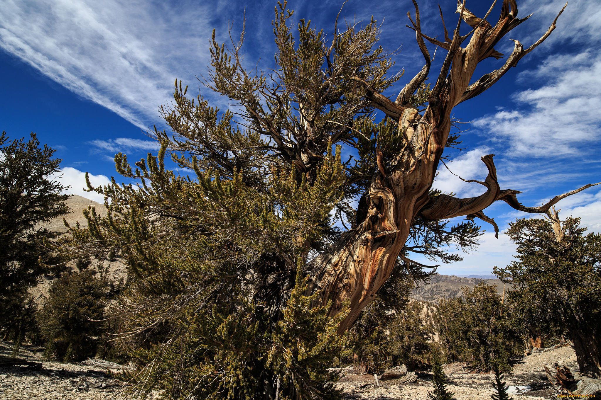 природа, деревья, облака, дерево
