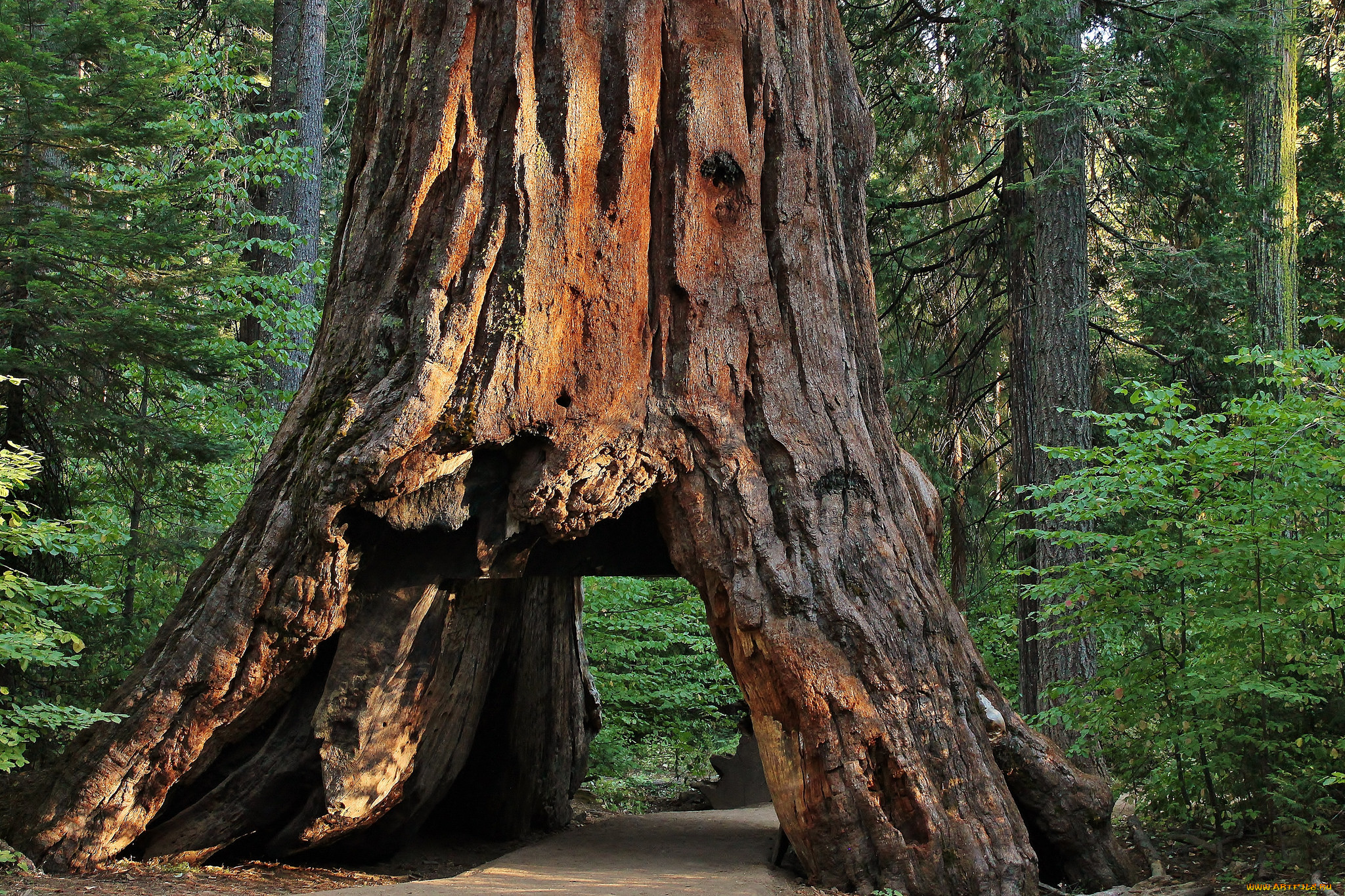 природа, деревья, секвойя, дупло, дорога