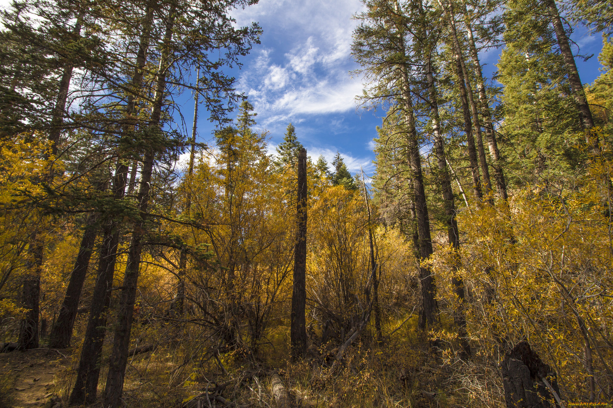 природа, лес, осень