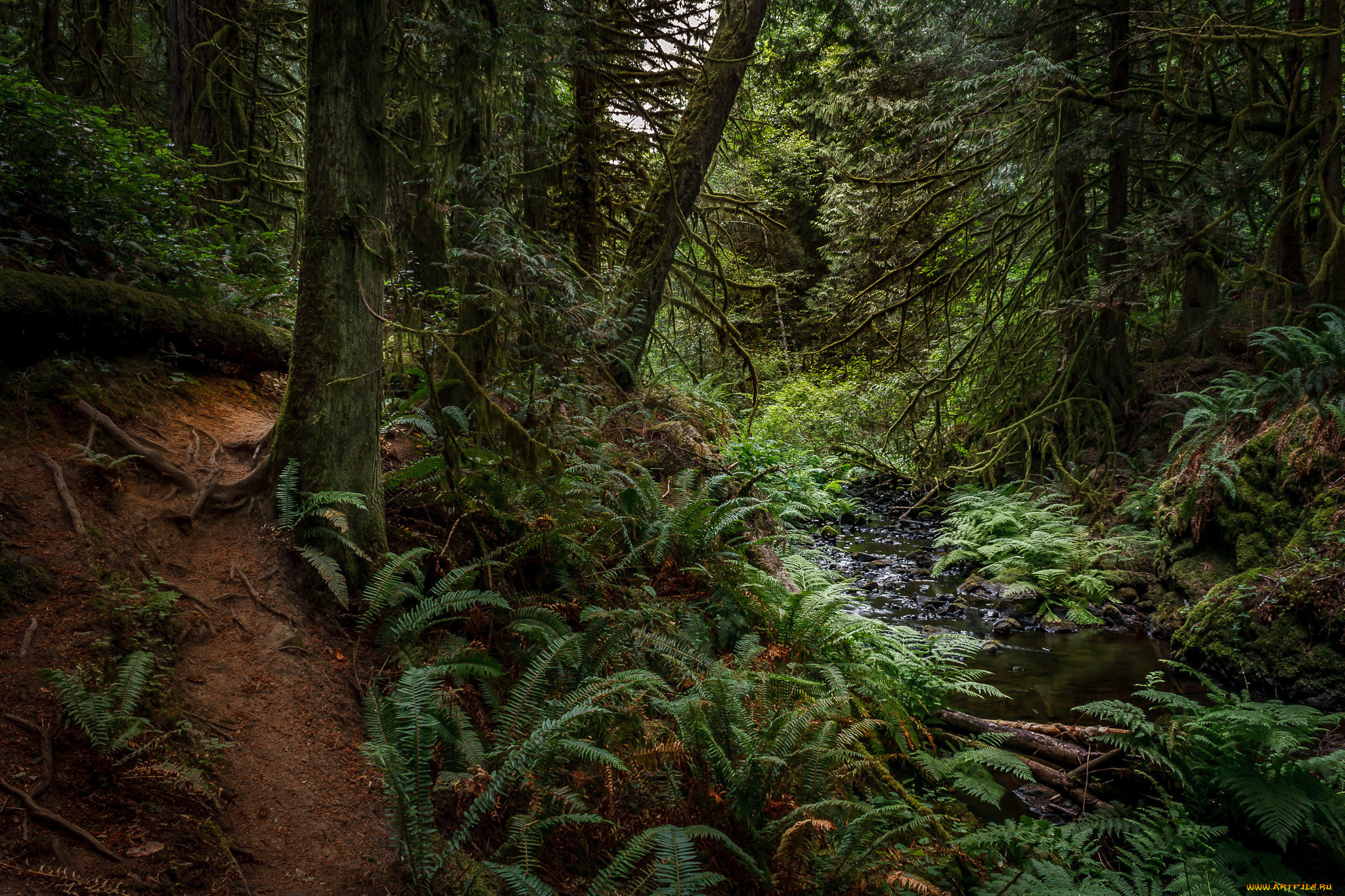 природа, лес, заросли, ручей