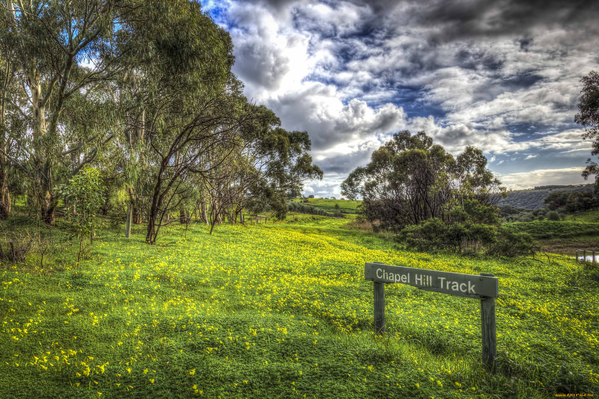 природа, луга, тучи, лес, луг