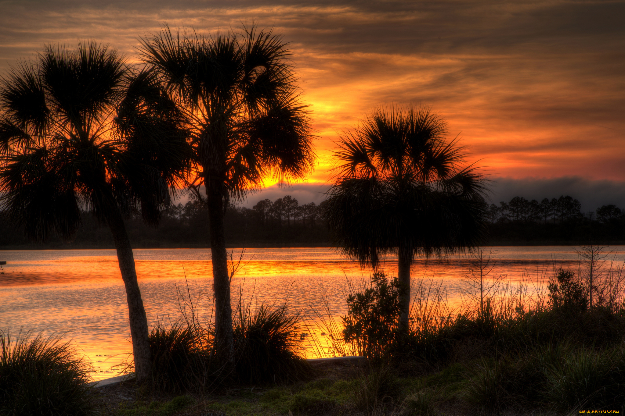 природа, тропики, сумрак, зарево, пальмы