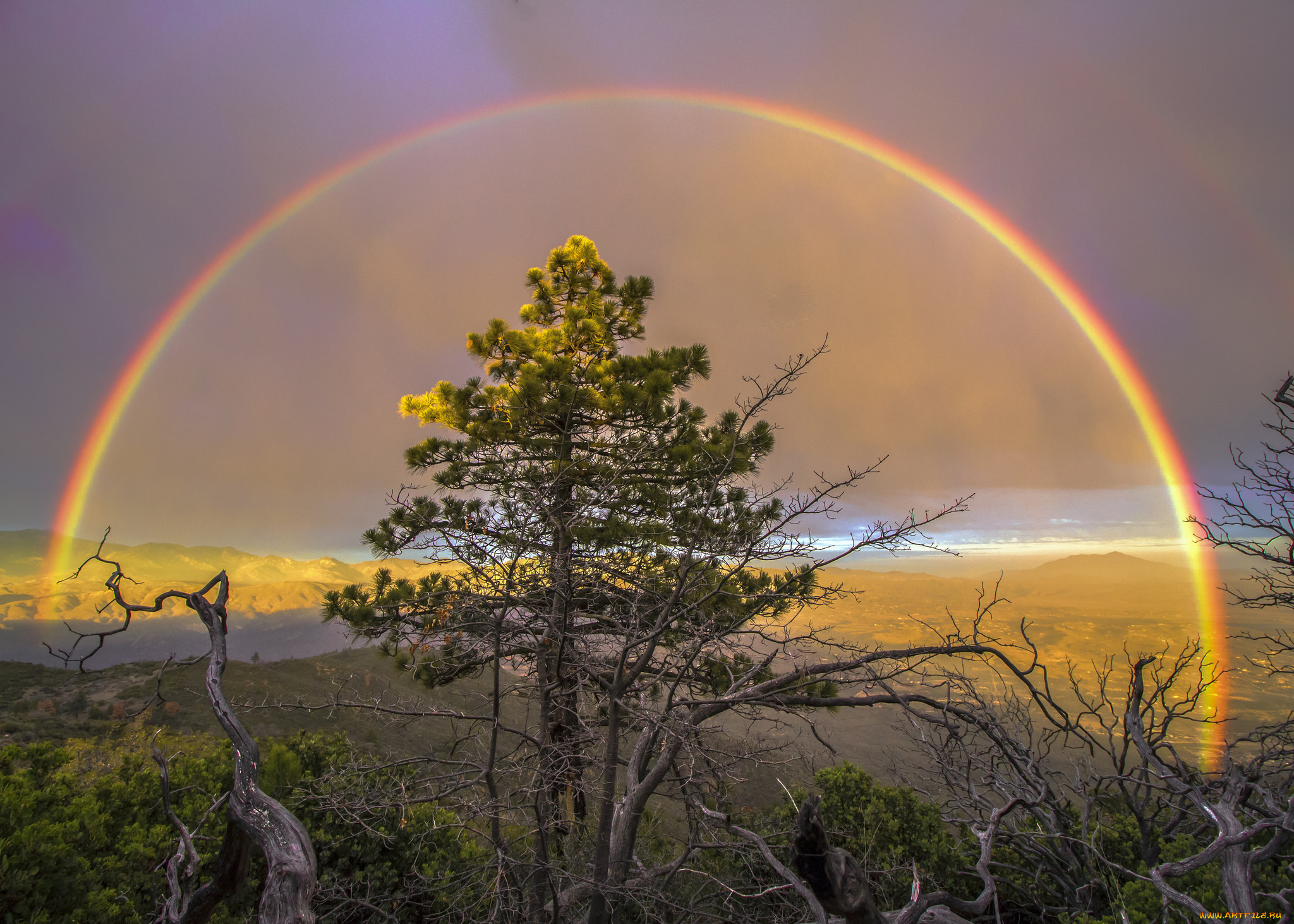 природа, радуга, сосна