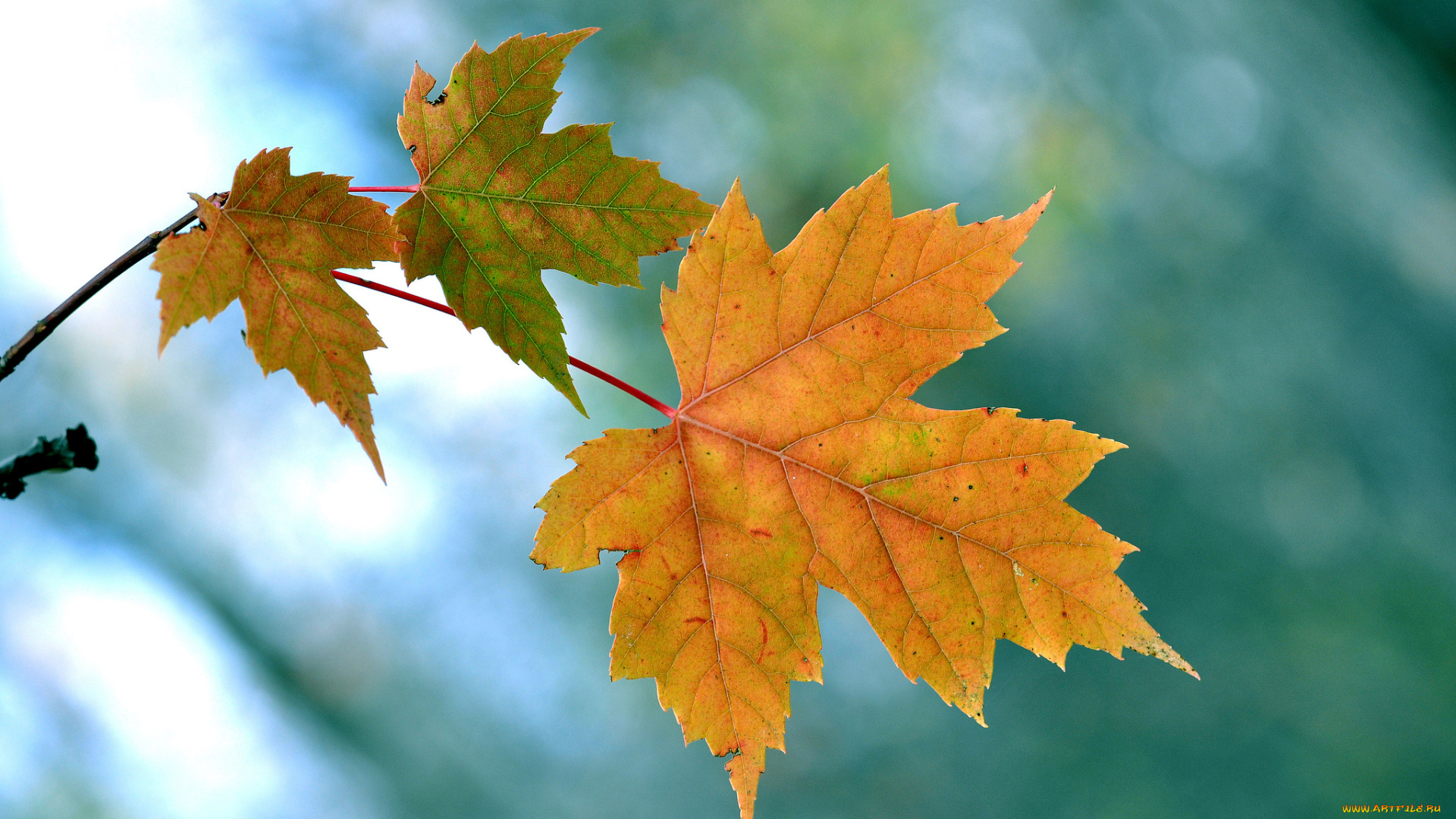 природа, листья, ветка, клен, осень