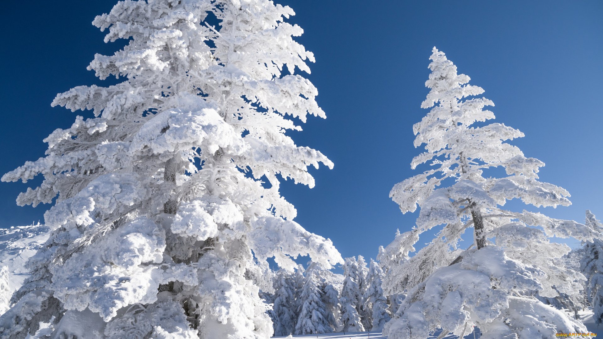 природа, зима, пейзаж, небо, снег, деревья