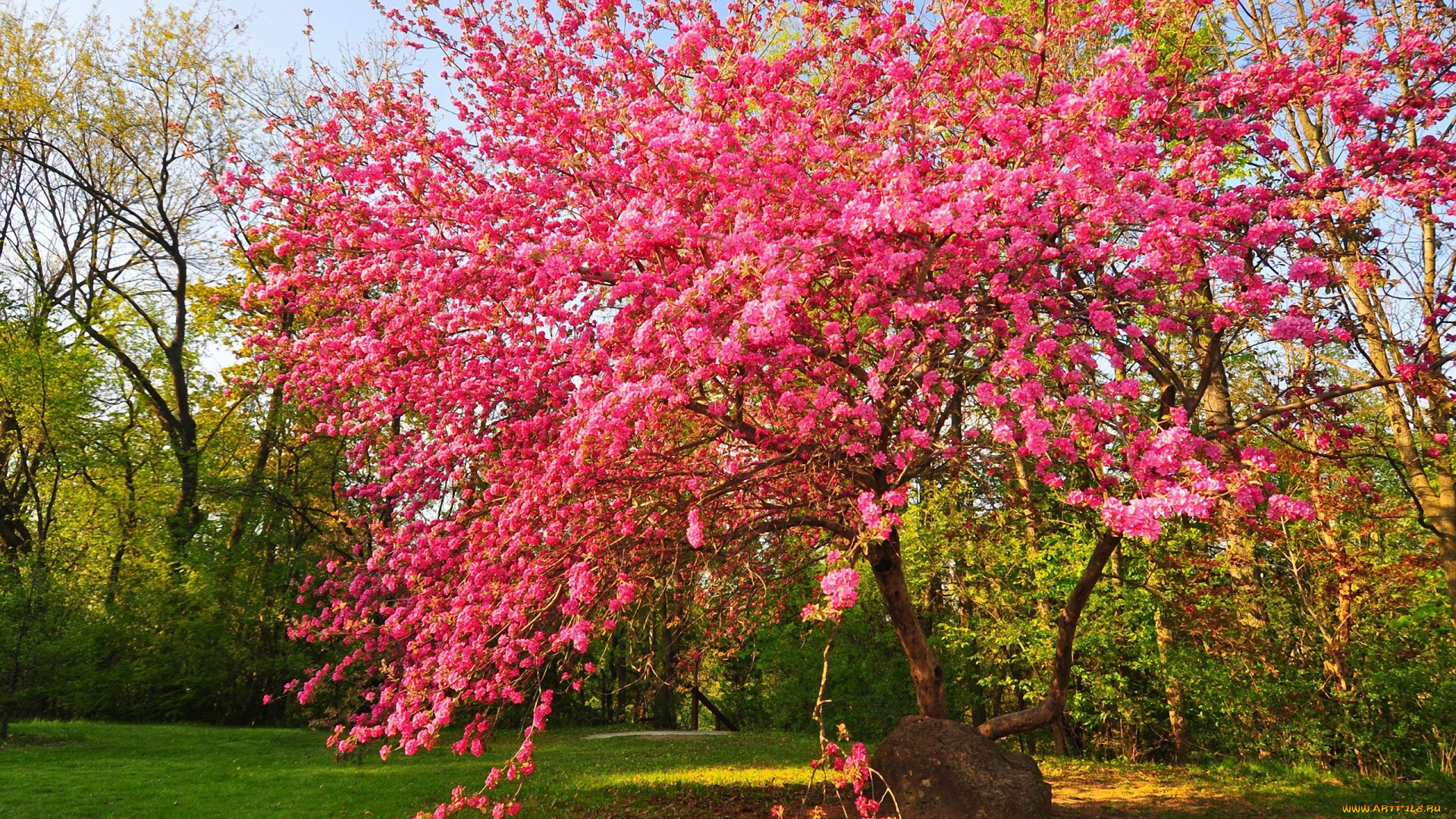 цветы, цветущие, деревья, , , кустарники, дерево