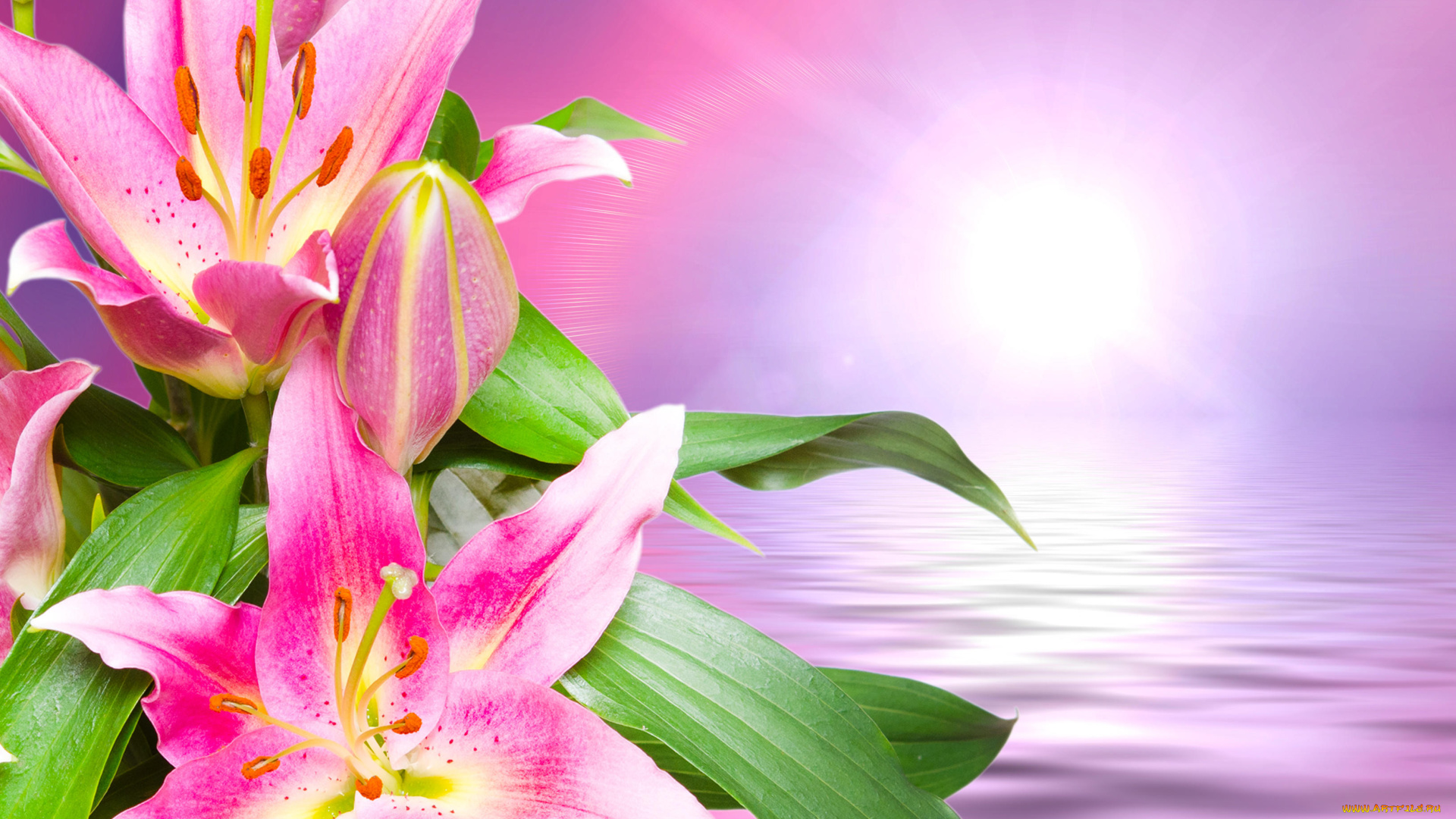 цветы, лилии, , лилейники, лепестки, фон