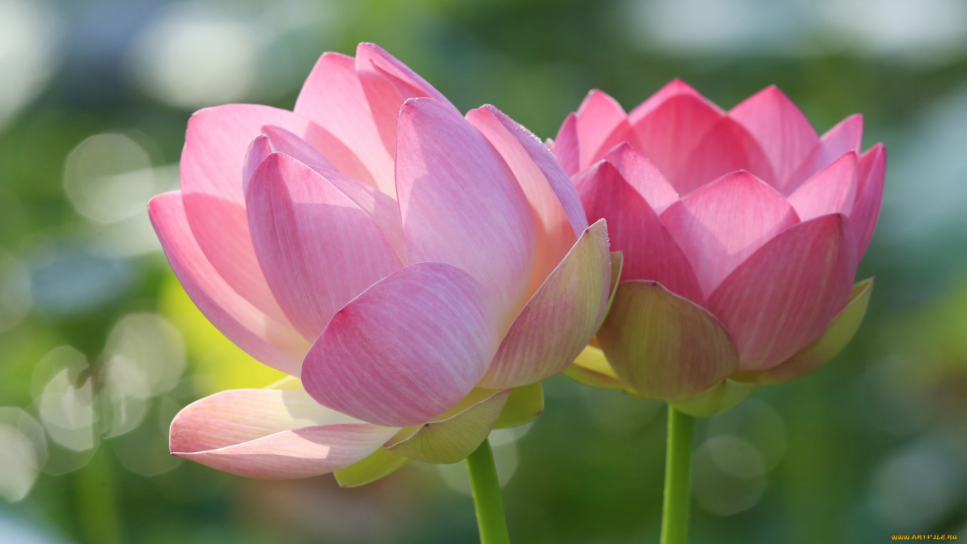 цветы, лотосы, стебель, лотос, лепестки, макро, пара