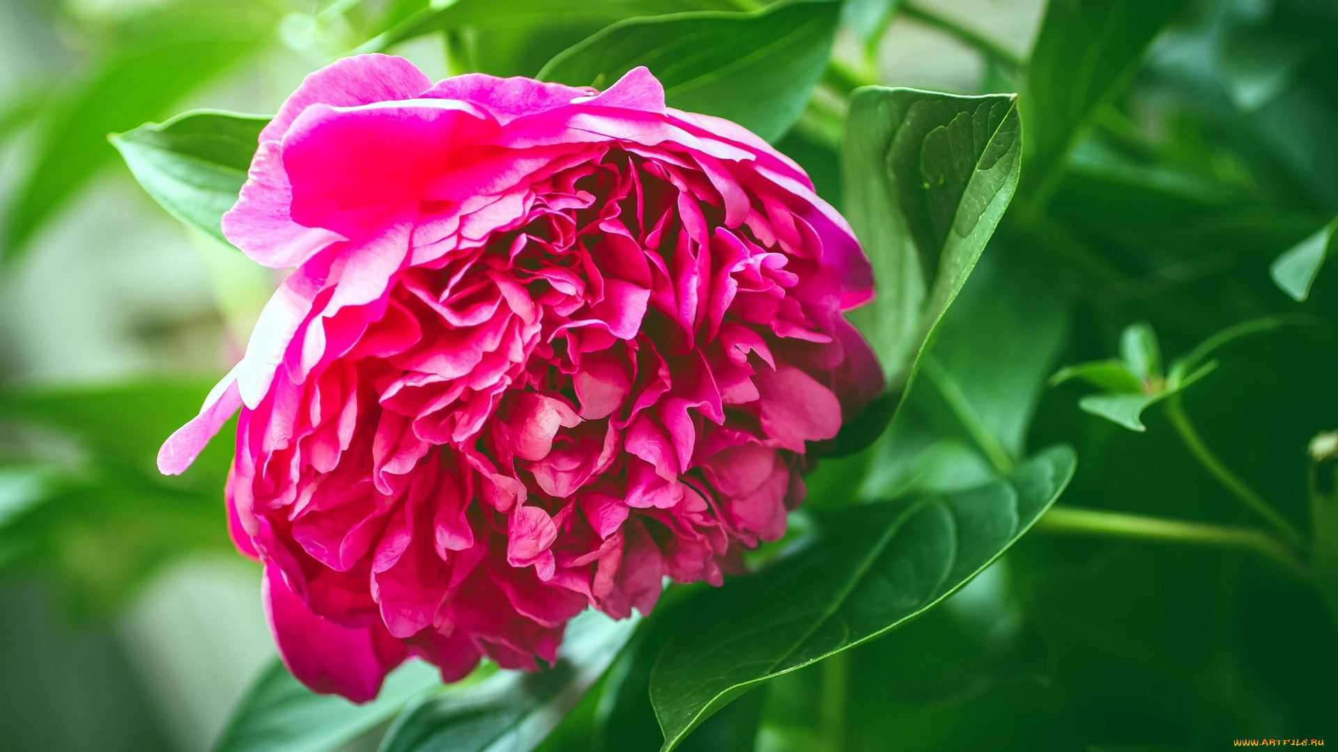 цветы, пионы, розовый, макро