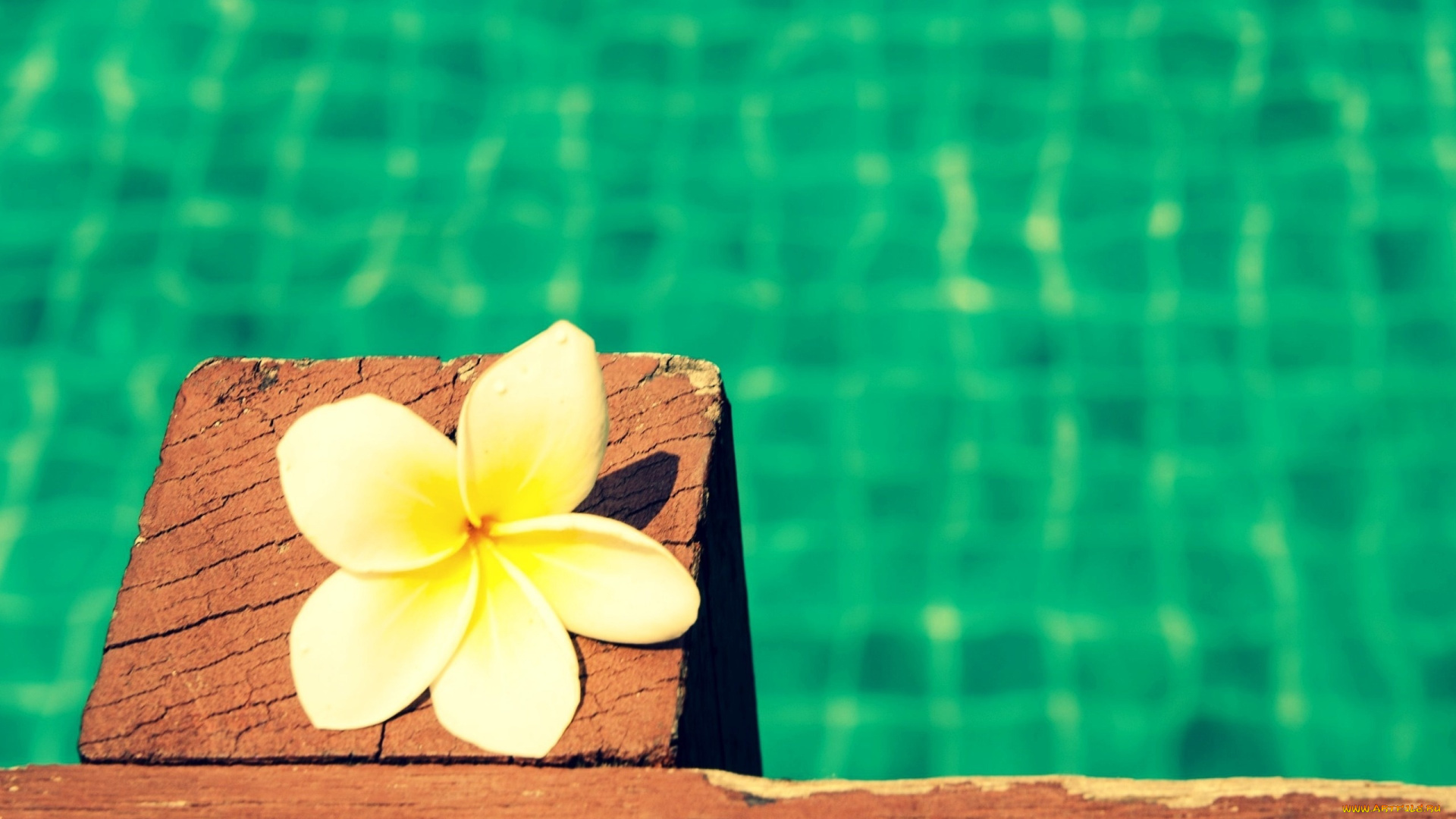 цветы, плюмерия, цветок, бассейн, вода