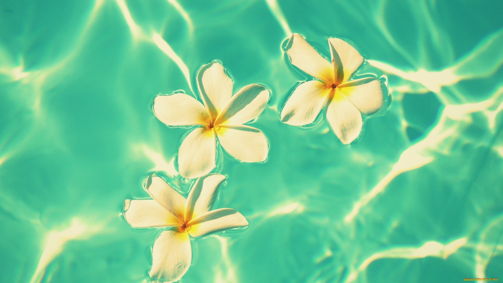 цветы, плюмерия, вода
