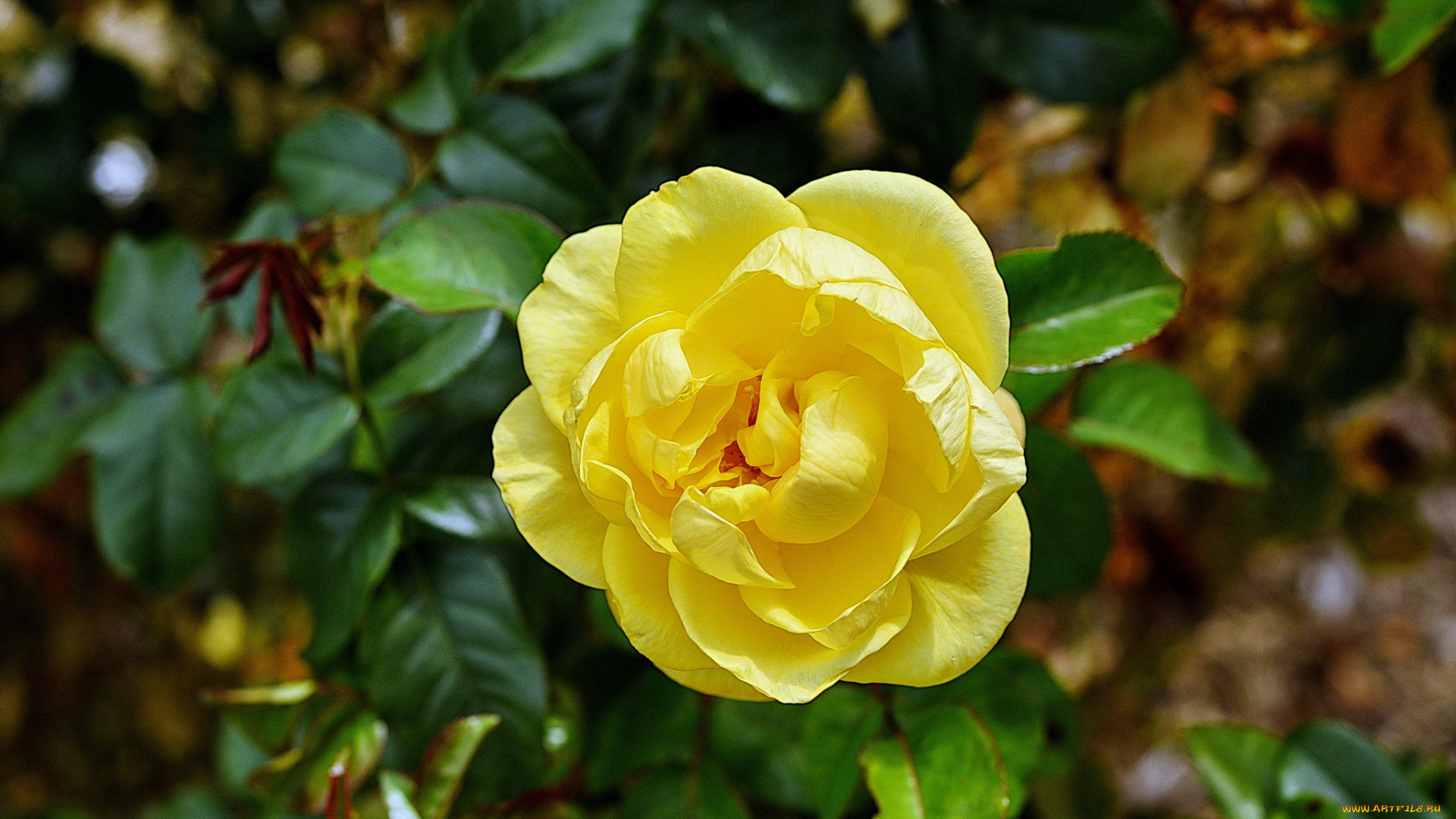 цветы, розы, бутон