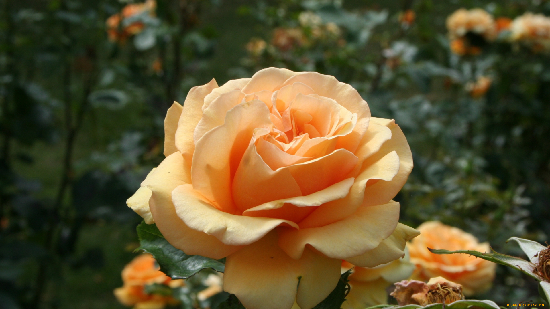 цветы, розы, чайная, роза