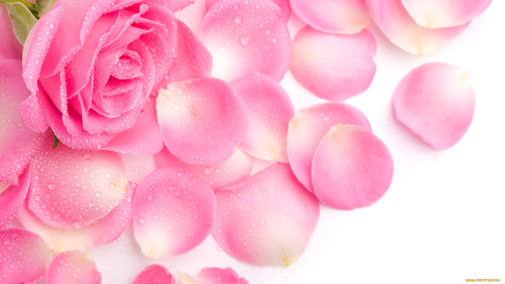 цветы, розы, лепестки, розовая, роза