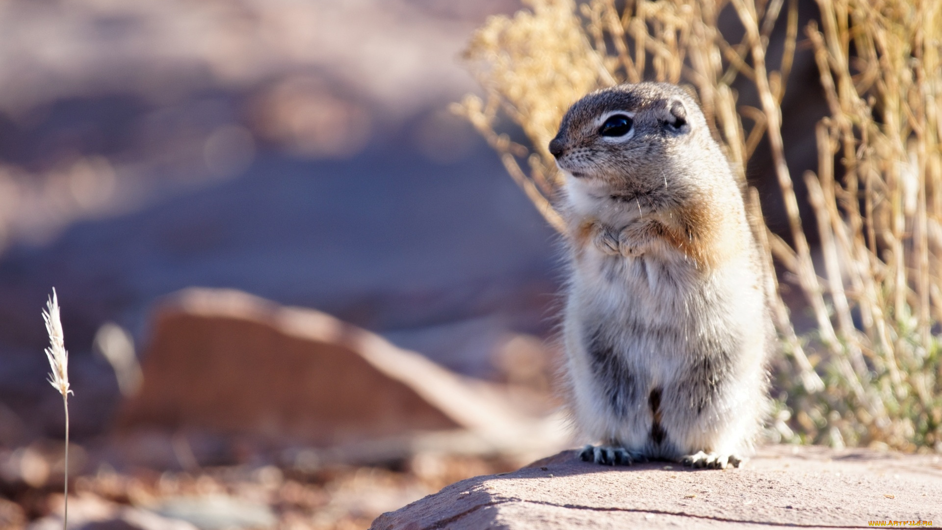луговая, собачка, животные, суслики, , сурки, трава, камень, кусты, грызун