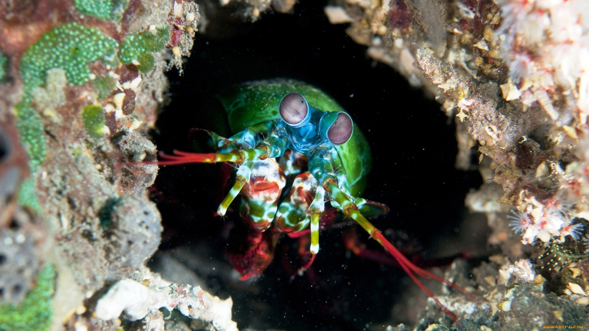 морской, рак-богомол, животные, морская, фауна, дно, актинии, вода, пещера, скала, рак