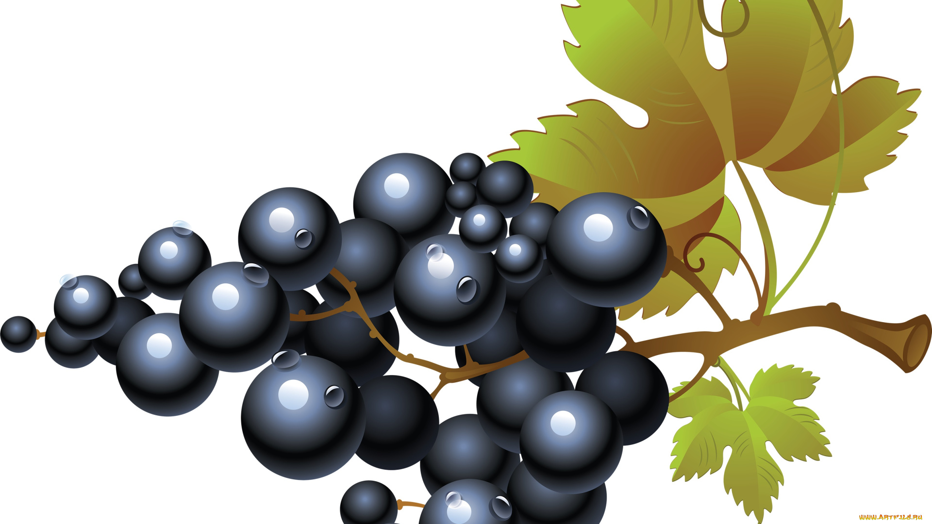векторная, графика, еда, , food, гроздь, виноград