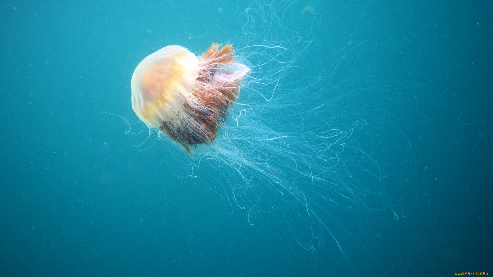 волосистая, цианея, животные, медузы, вода, медуза, щупальца