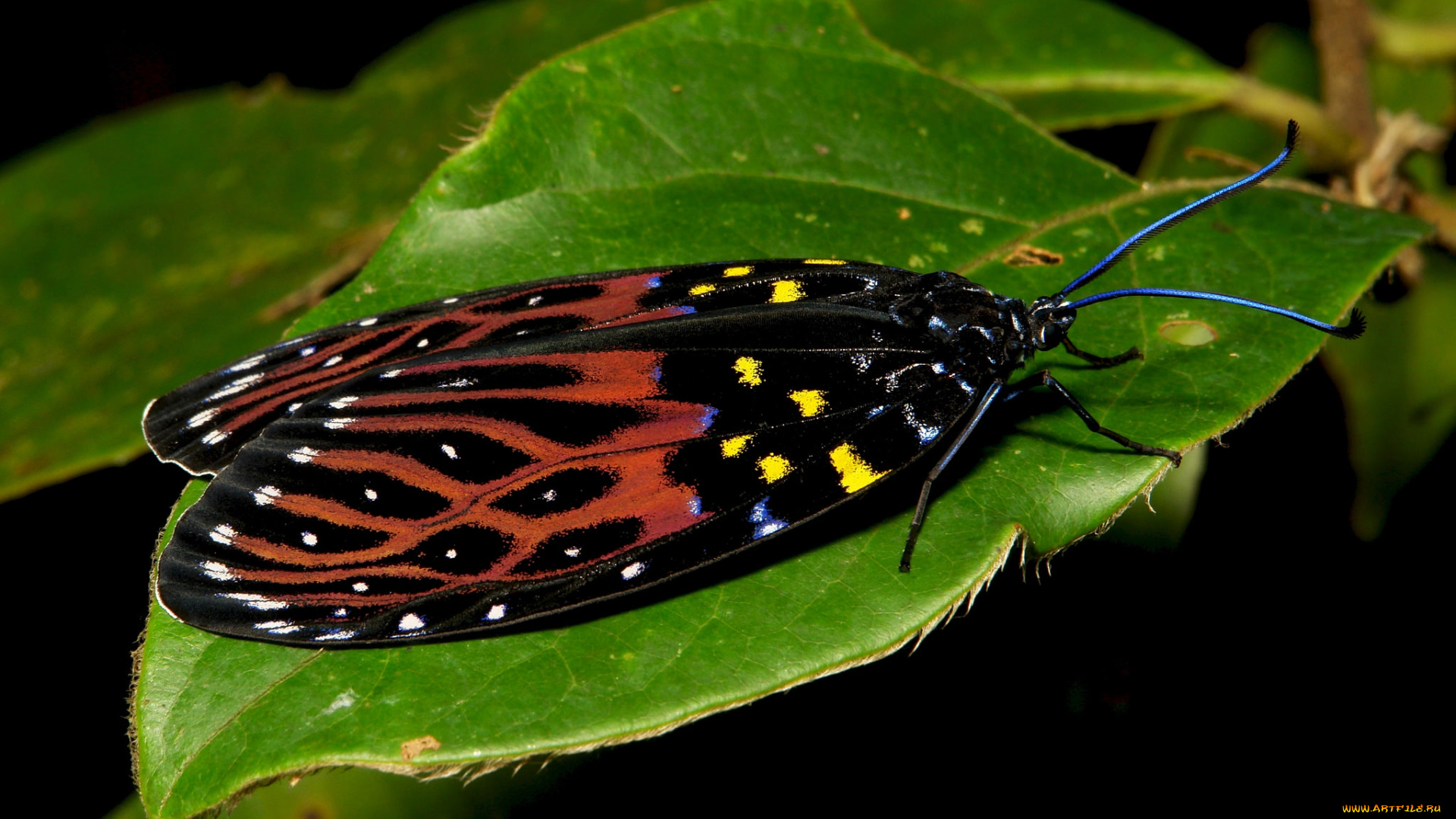 животные, бабочки, , мотыльки, , моли, бабочка