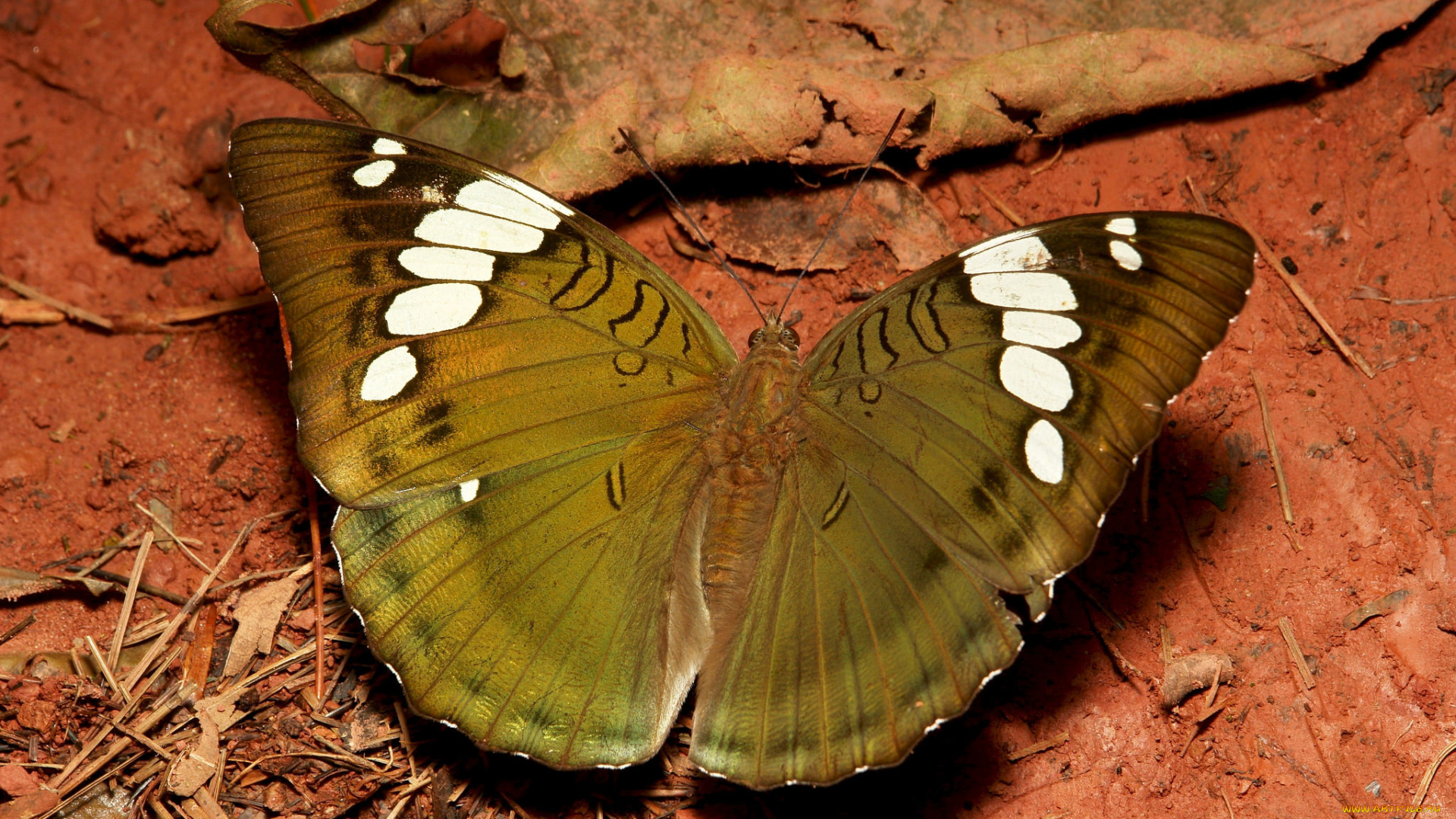 животные, бабочки, , мотыльки, , моли, бабочка