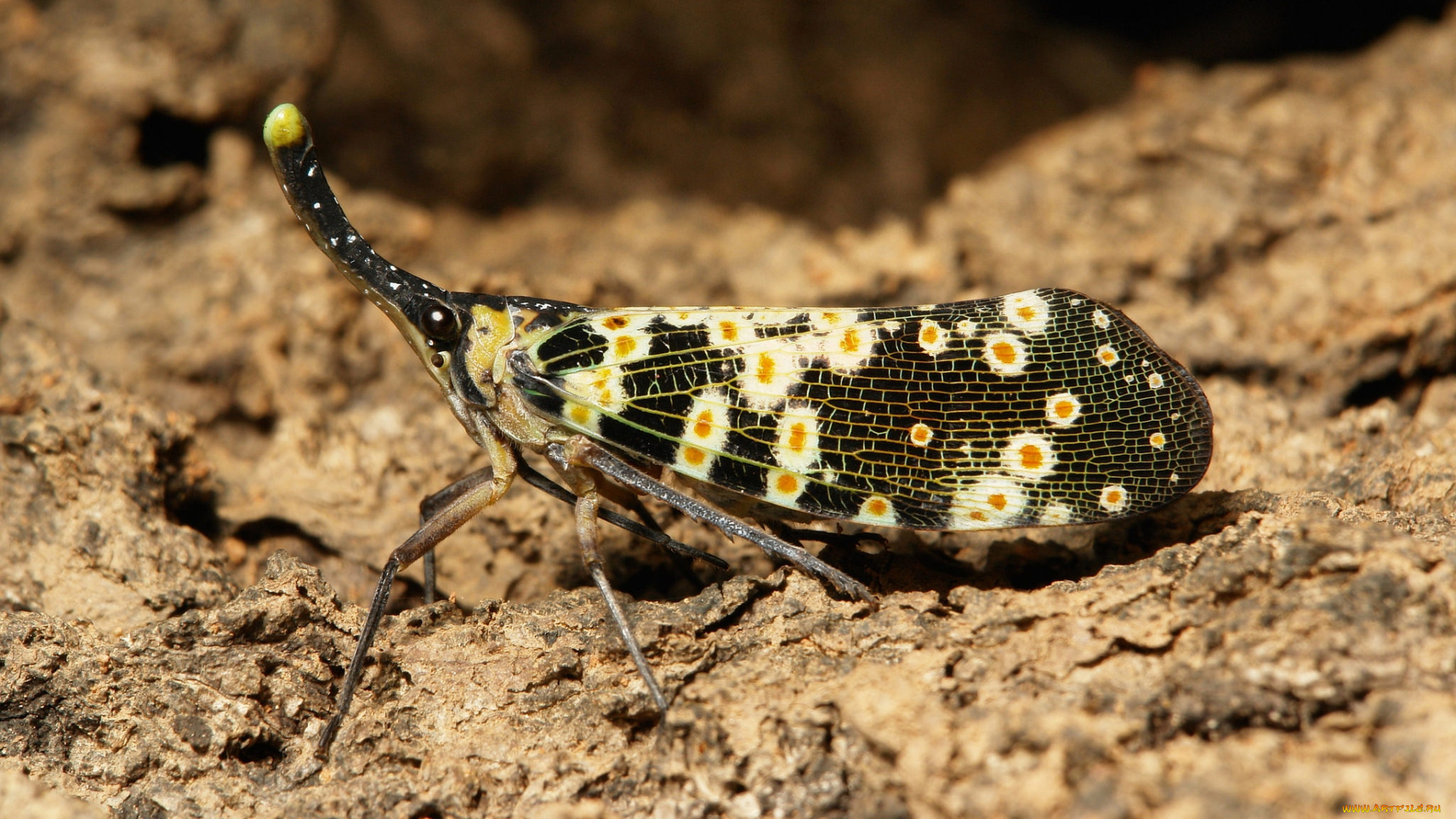 животные, бабочки, , мотыльки, , моли, мотылёк