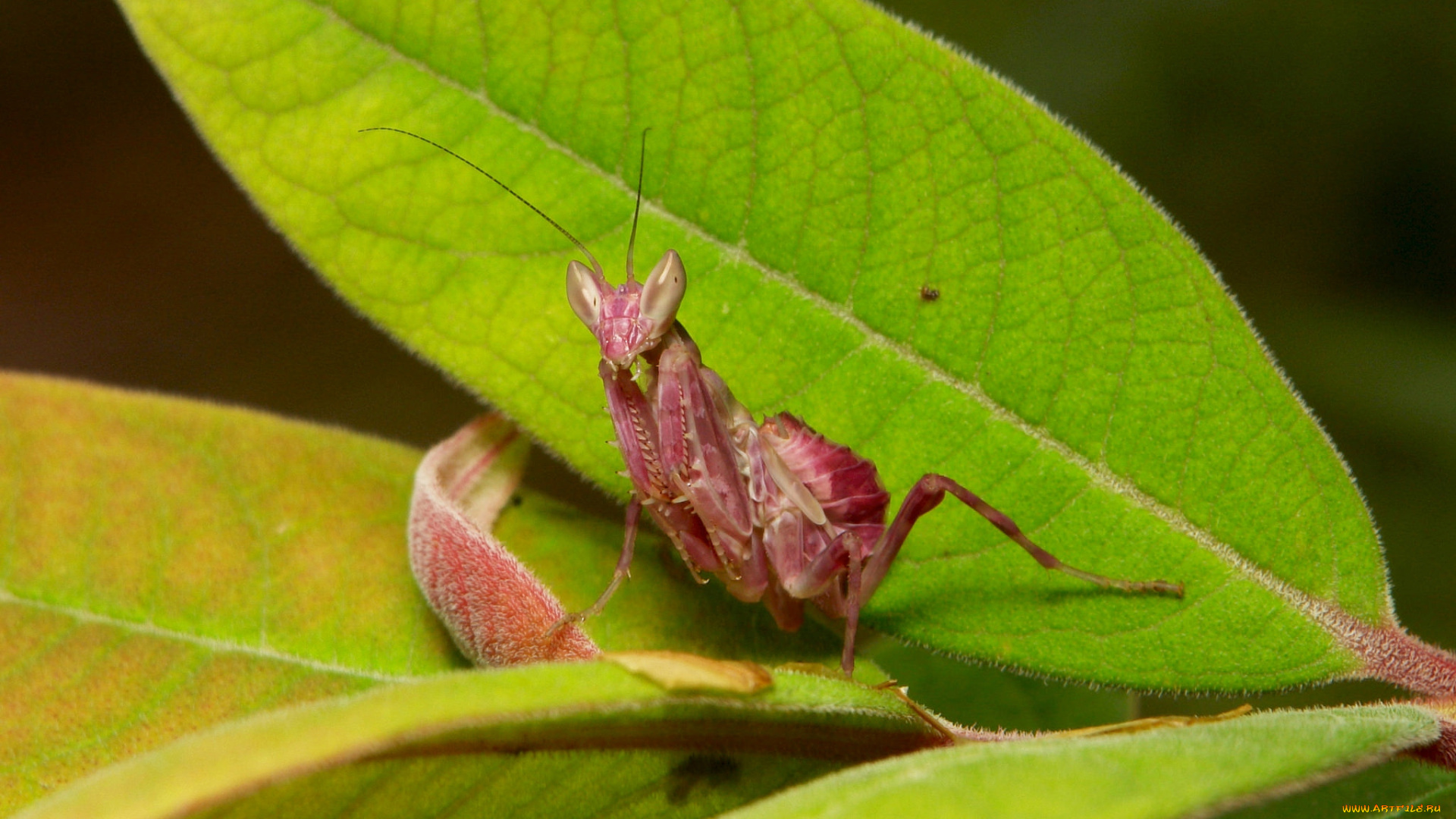 животные, богомолы, богомол