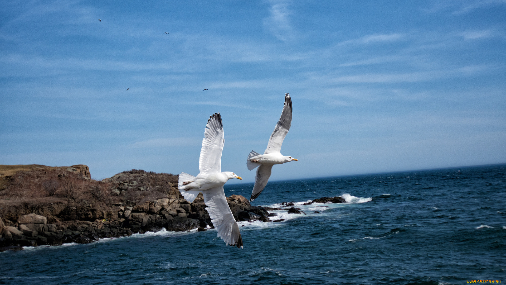 животные, Чайки, , бакланы, , крачки, птичка