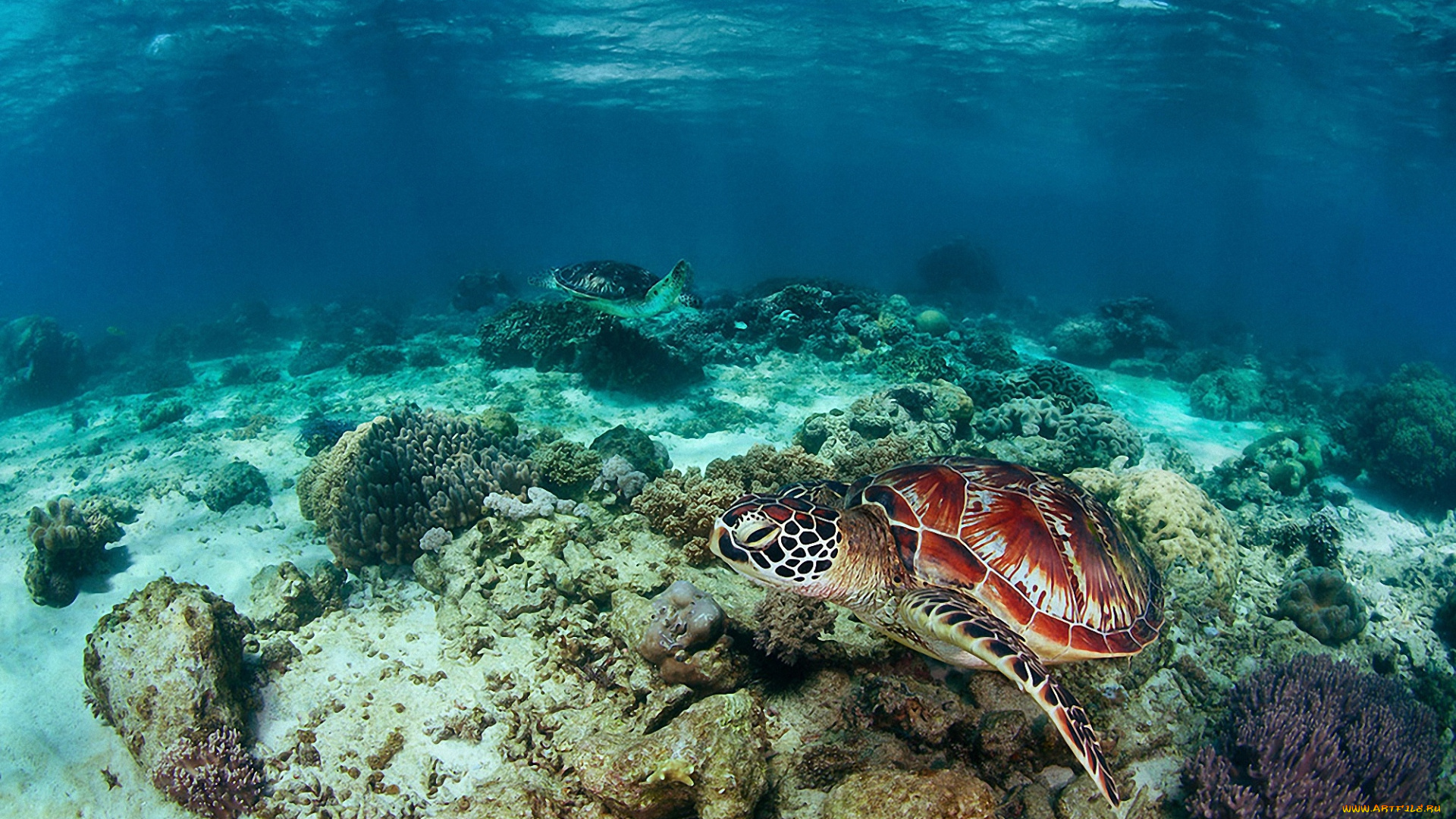 животные, Черепахи, море, черепаха, риф