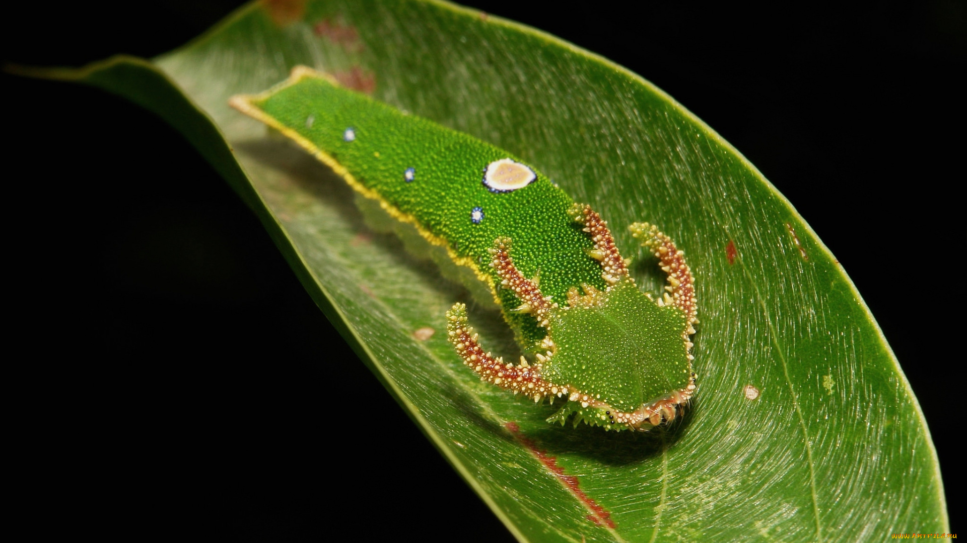 животные, гусеницы, гусеница