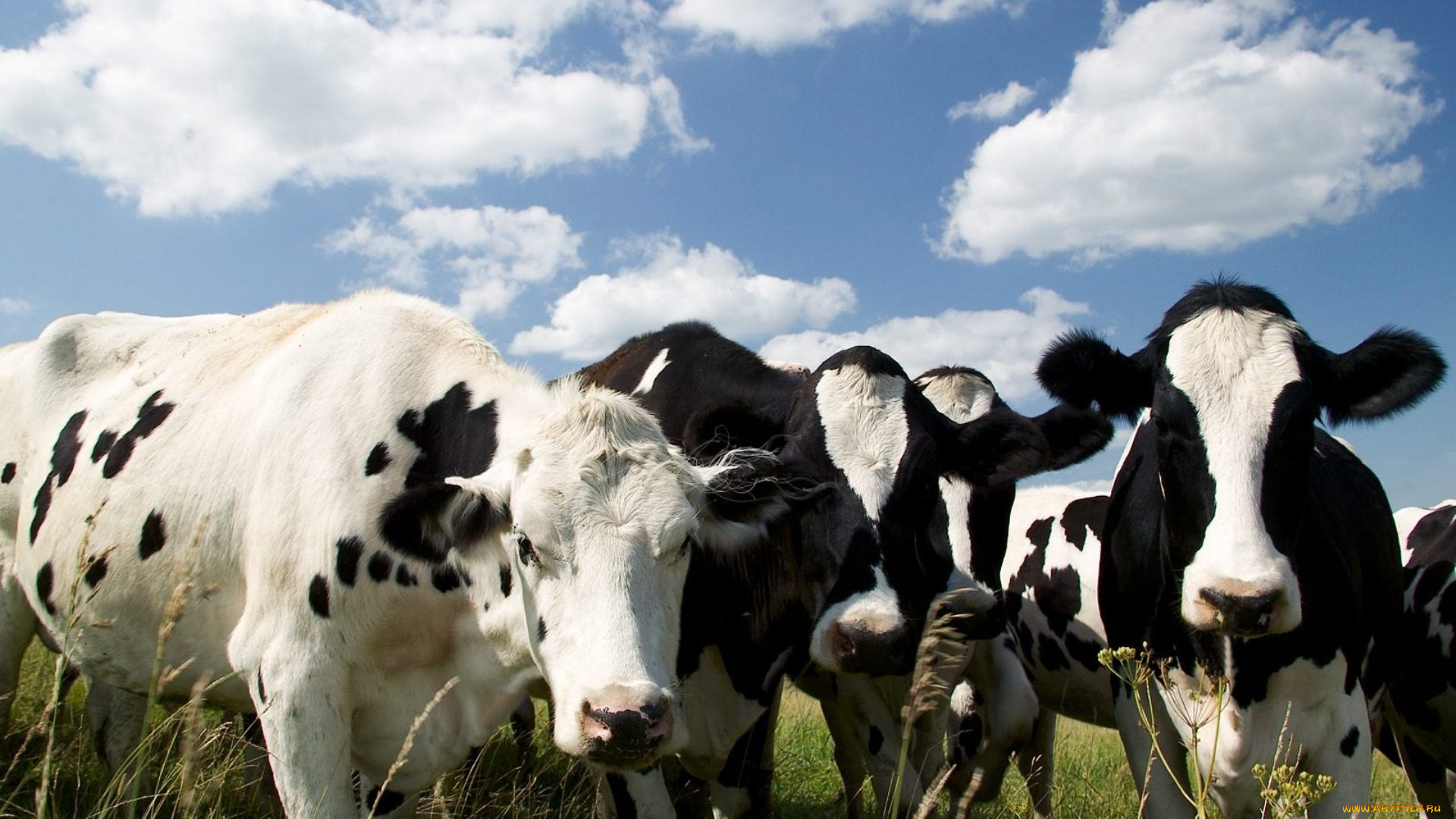 животные, коровы, , буйволы, взгляд, фон