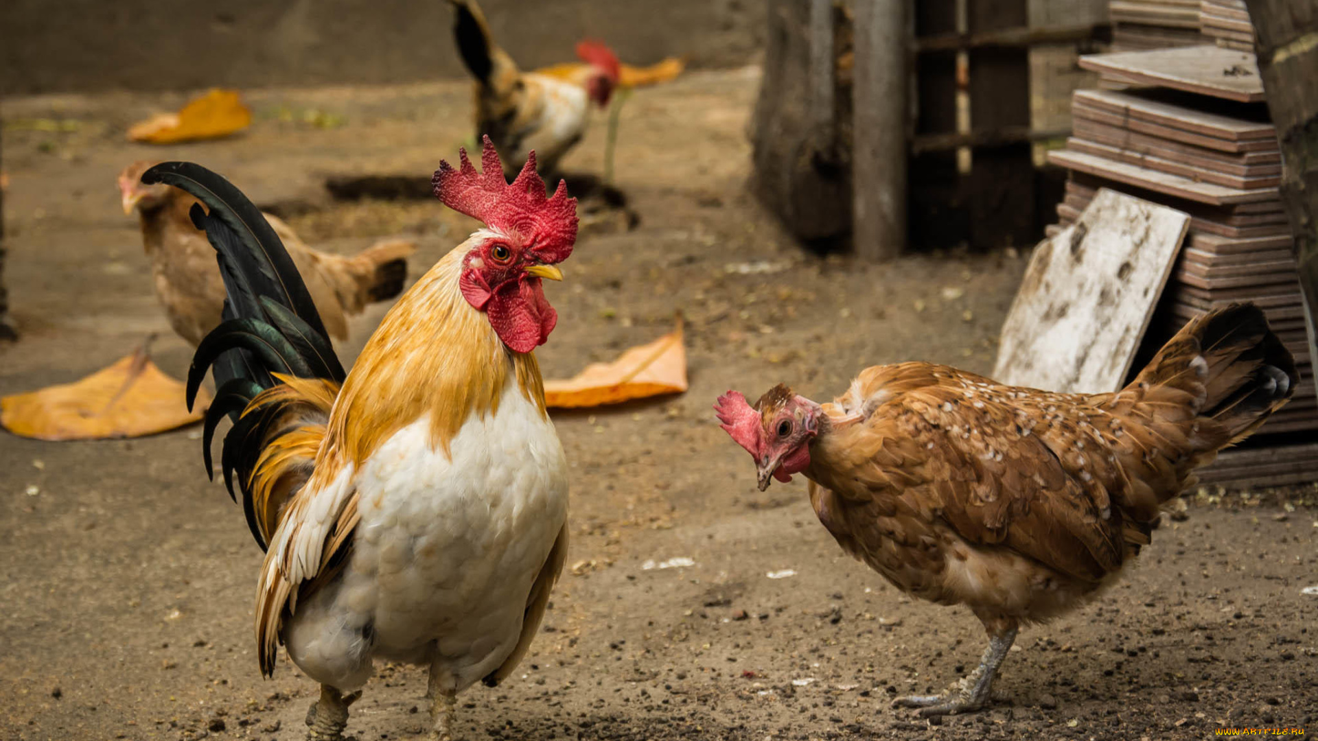 животные, куры, , петухи, курица, петух