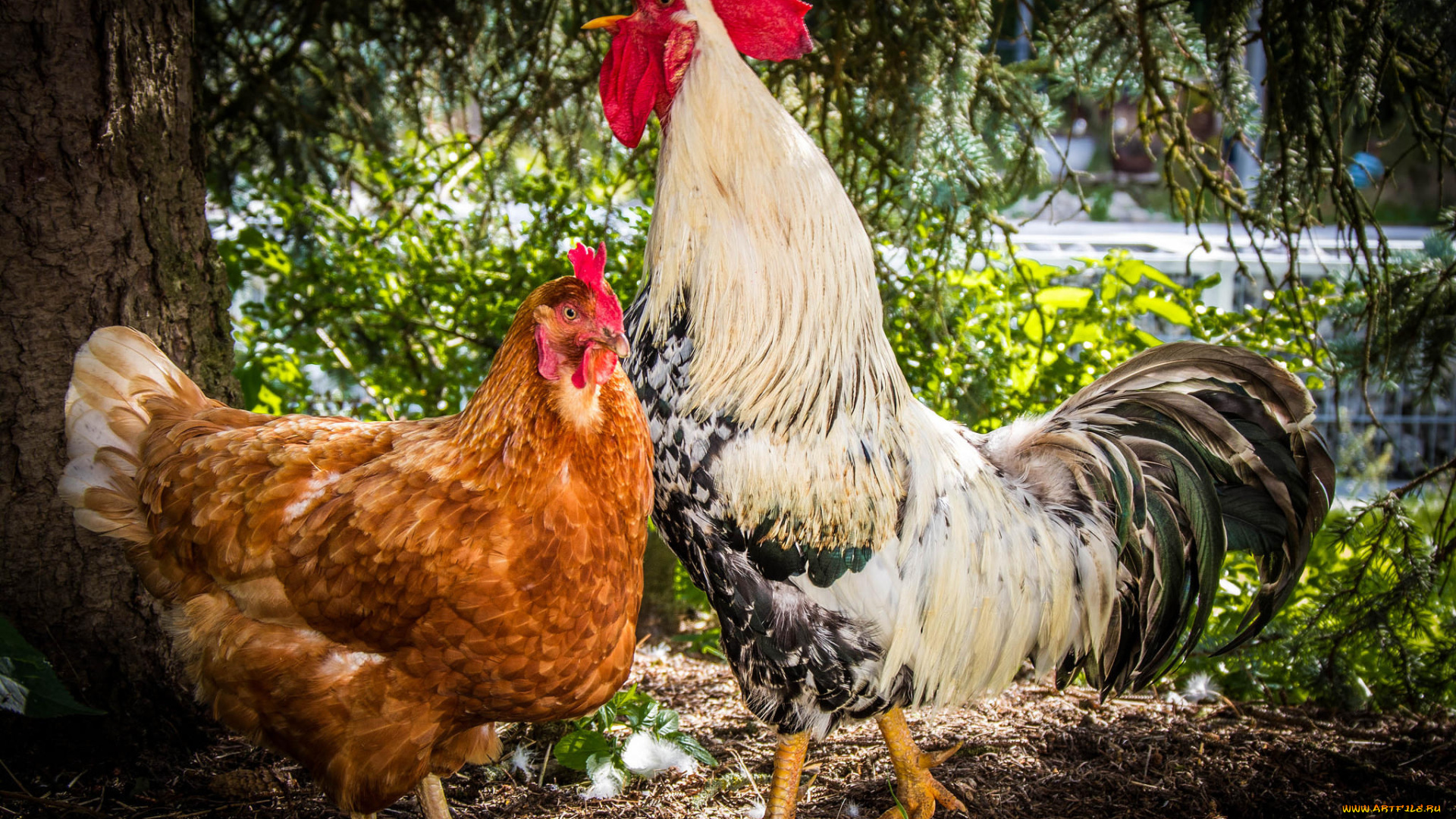 животные, куры, , петухи, петух, курица