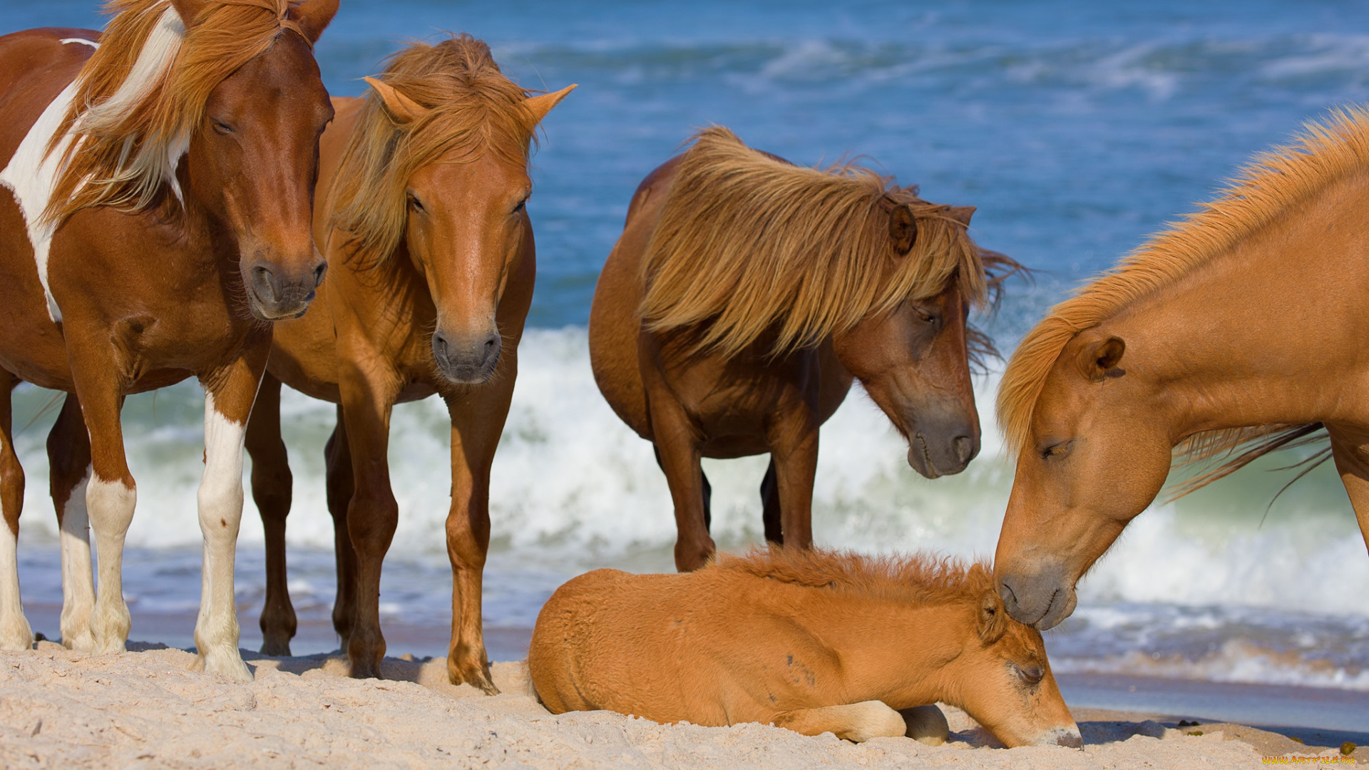 животные, лошади