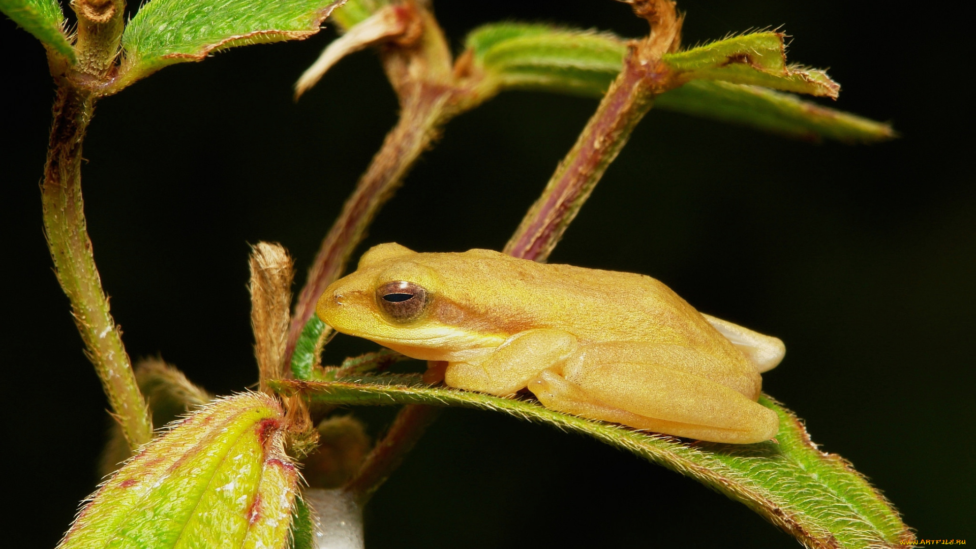 животные, лягушки, лягушка