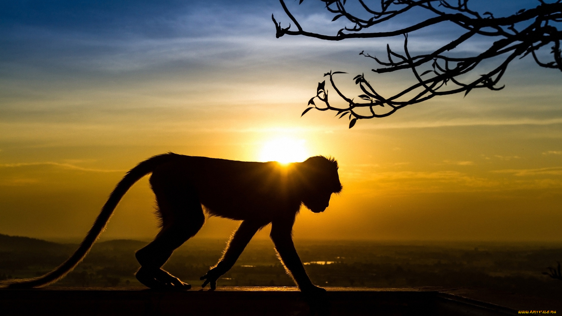 животные, обезьяны, закат, обезьяна, силуэт