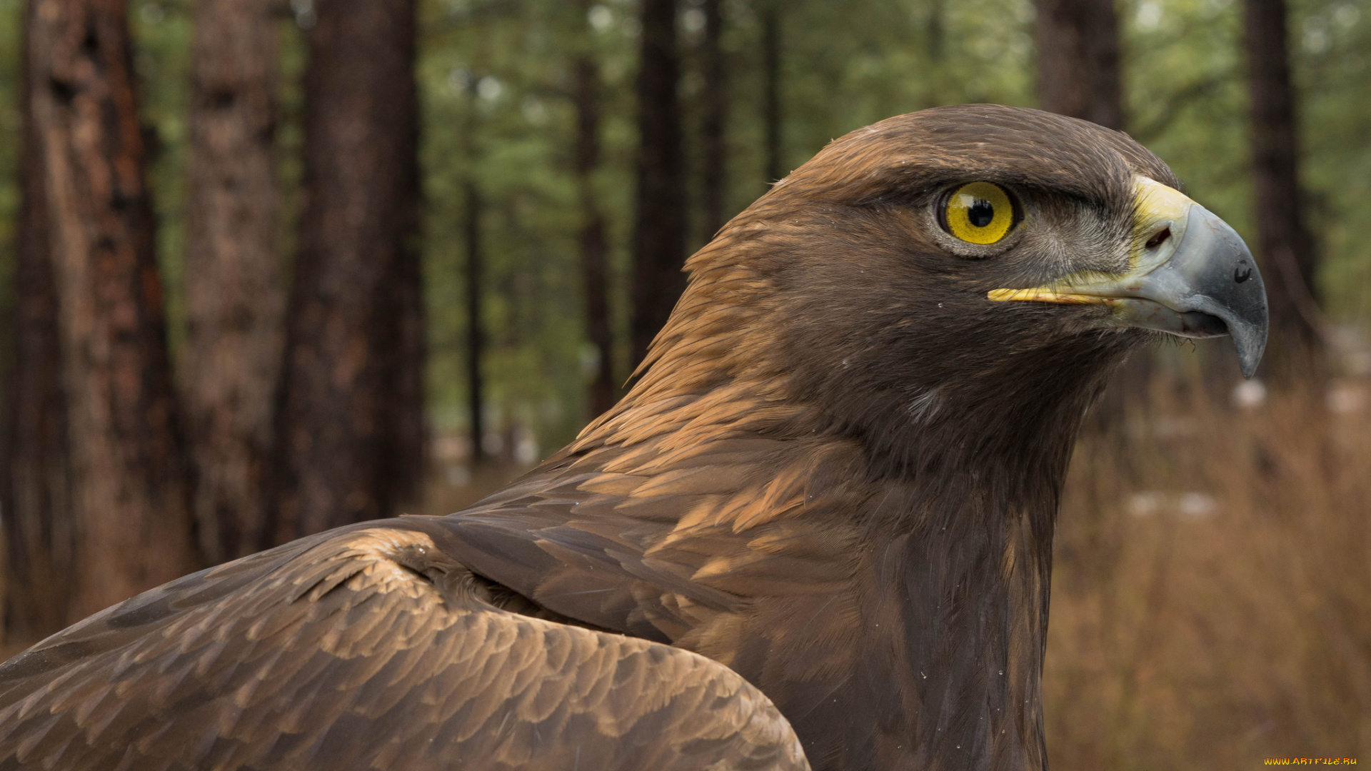 животные, птицы, -, хищники, птичка