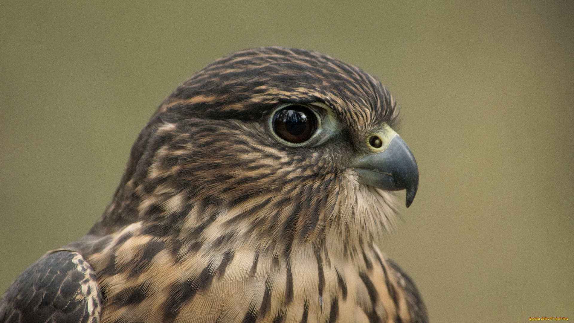 животные, птицы, -, хищники, птичка