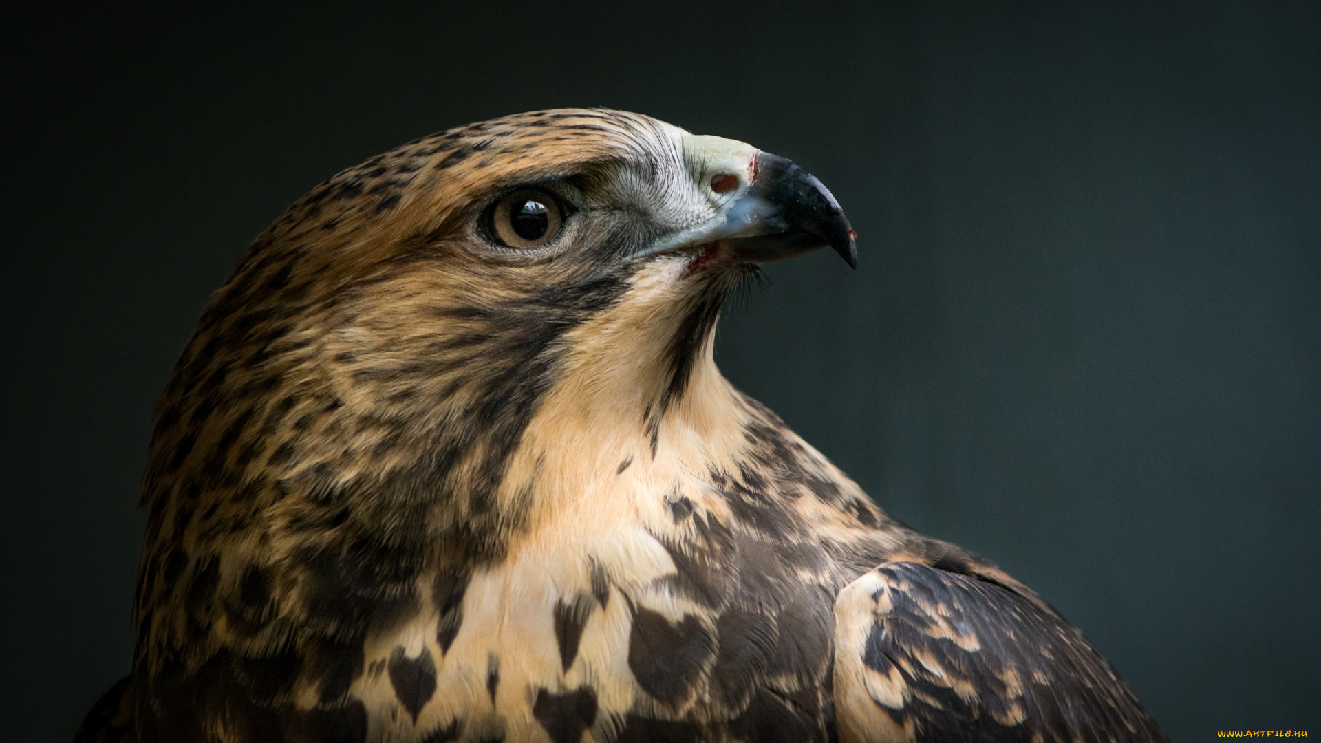 животные, птицы, -, хищники, птичка