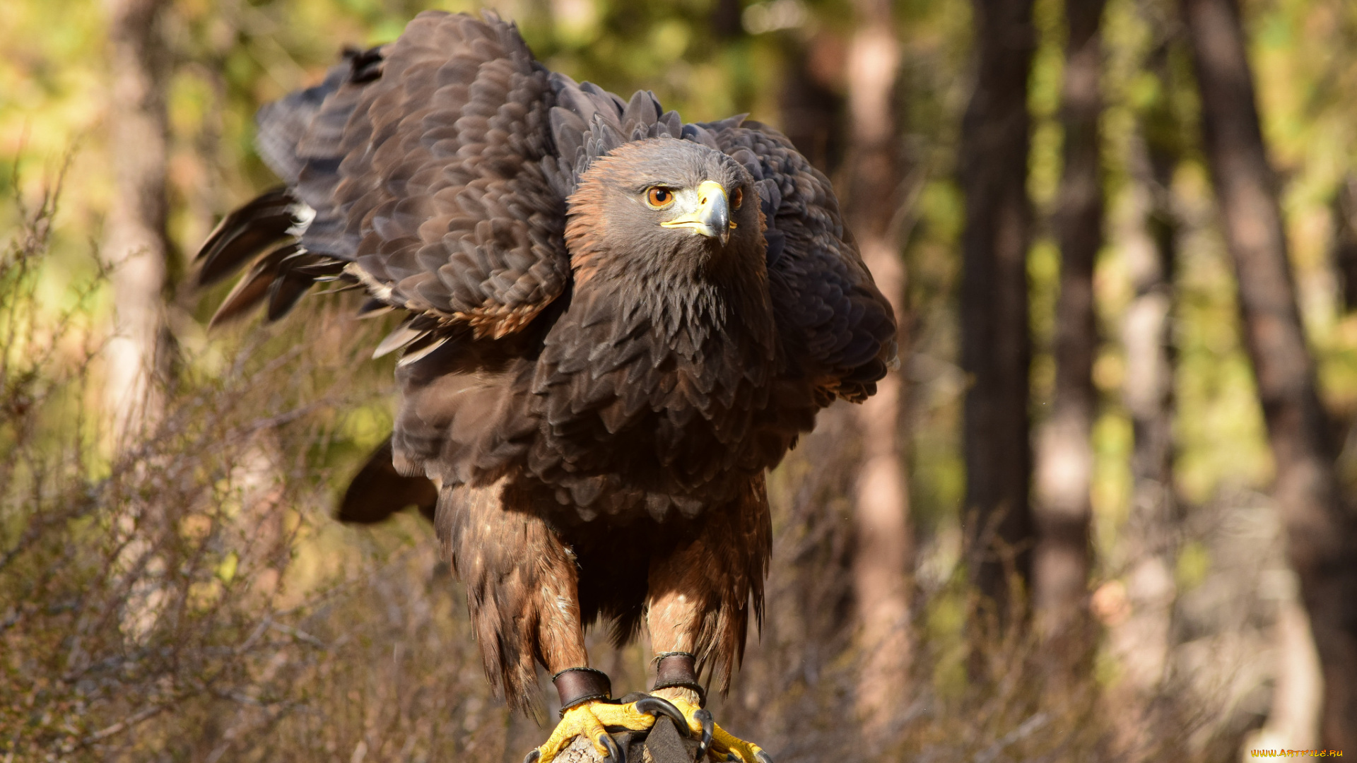 животные, птицы, -, хищники, птичка