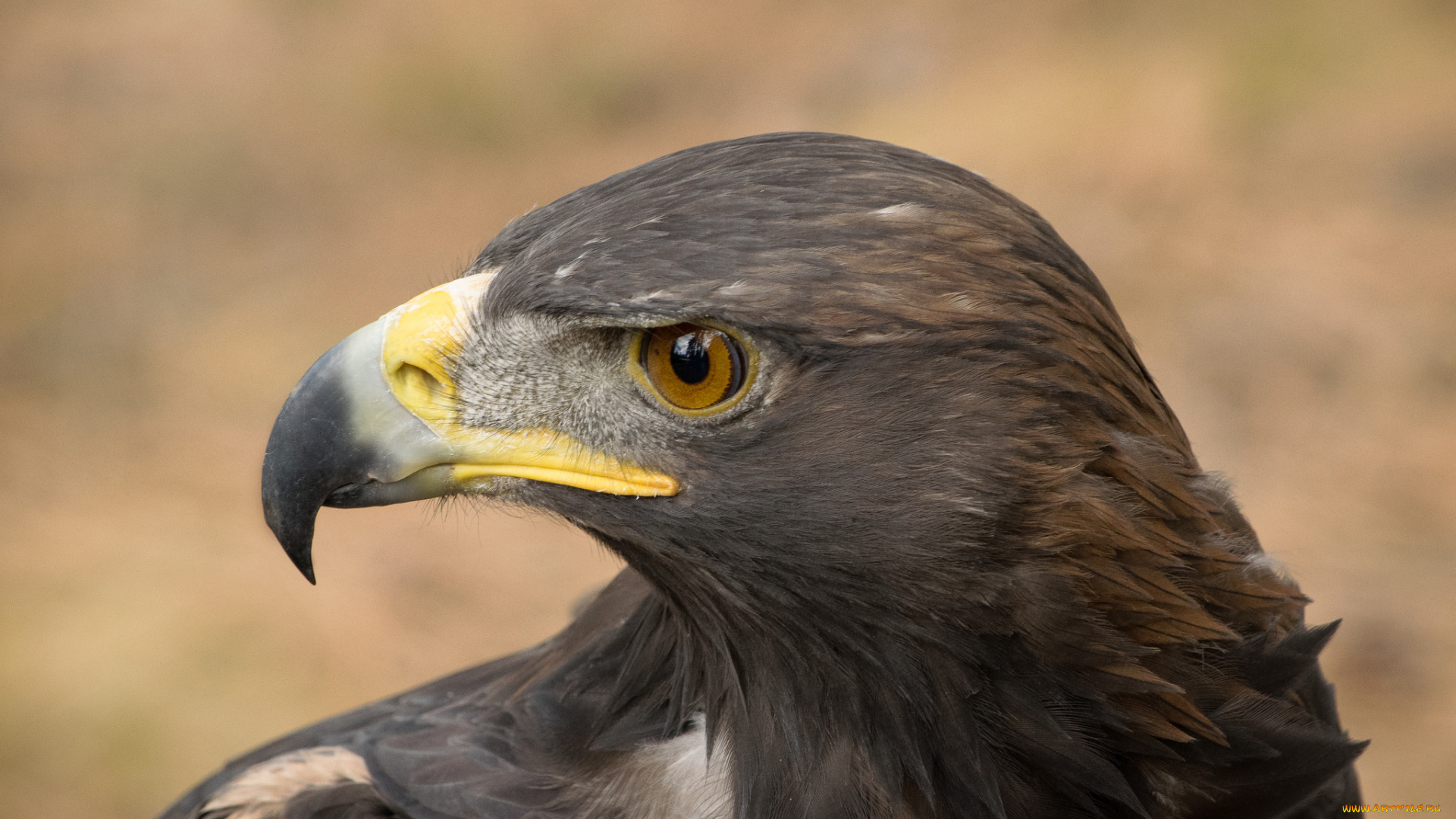 животные, птицы, -, хищники, птичка