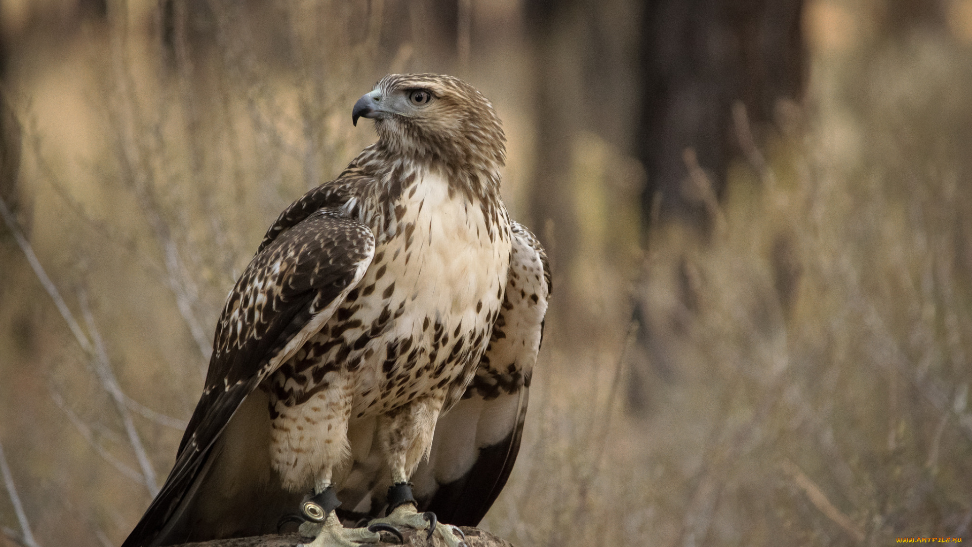 животные, птицы, -, хищники, птичка