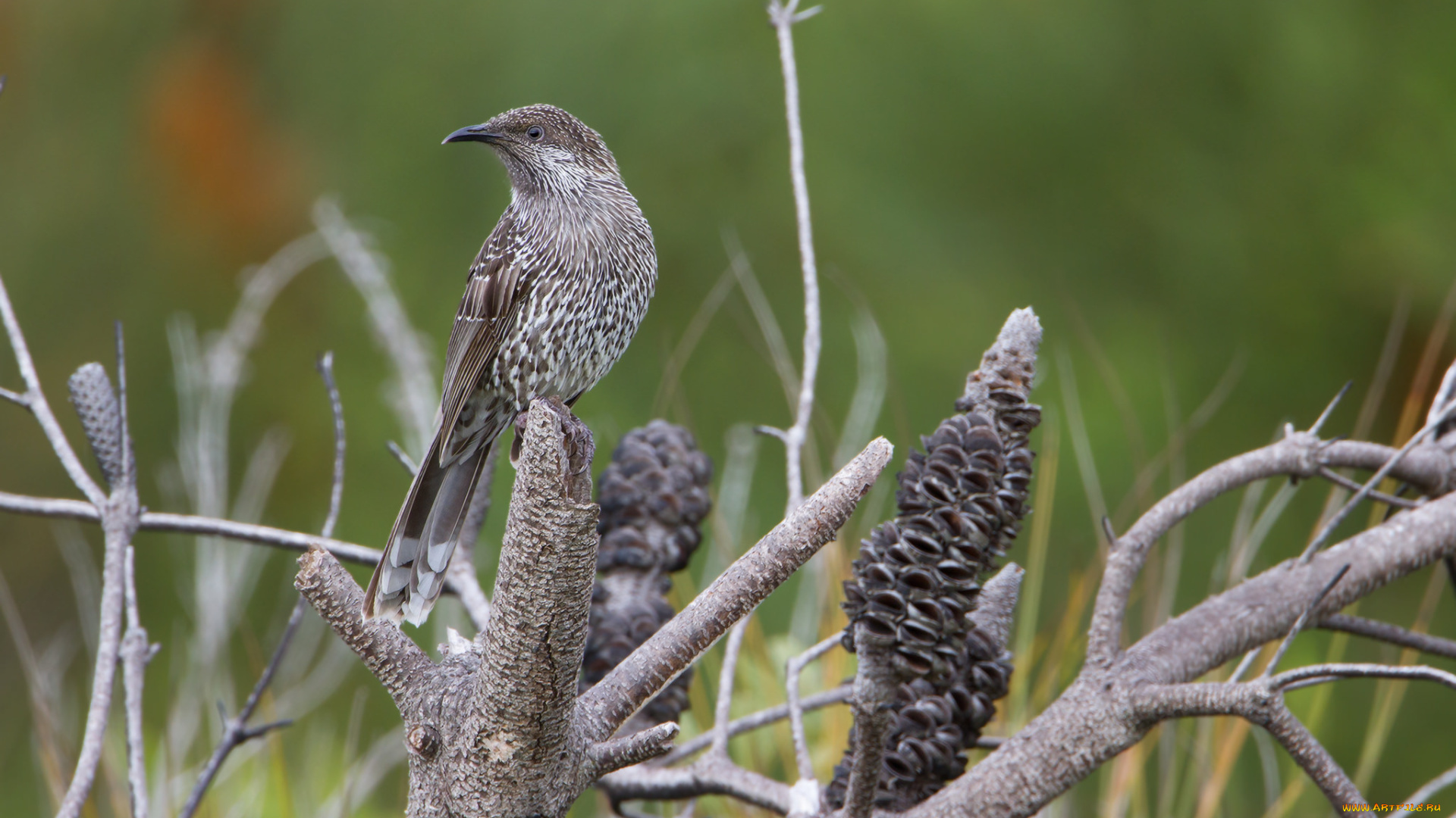 животные, птицы, птичка