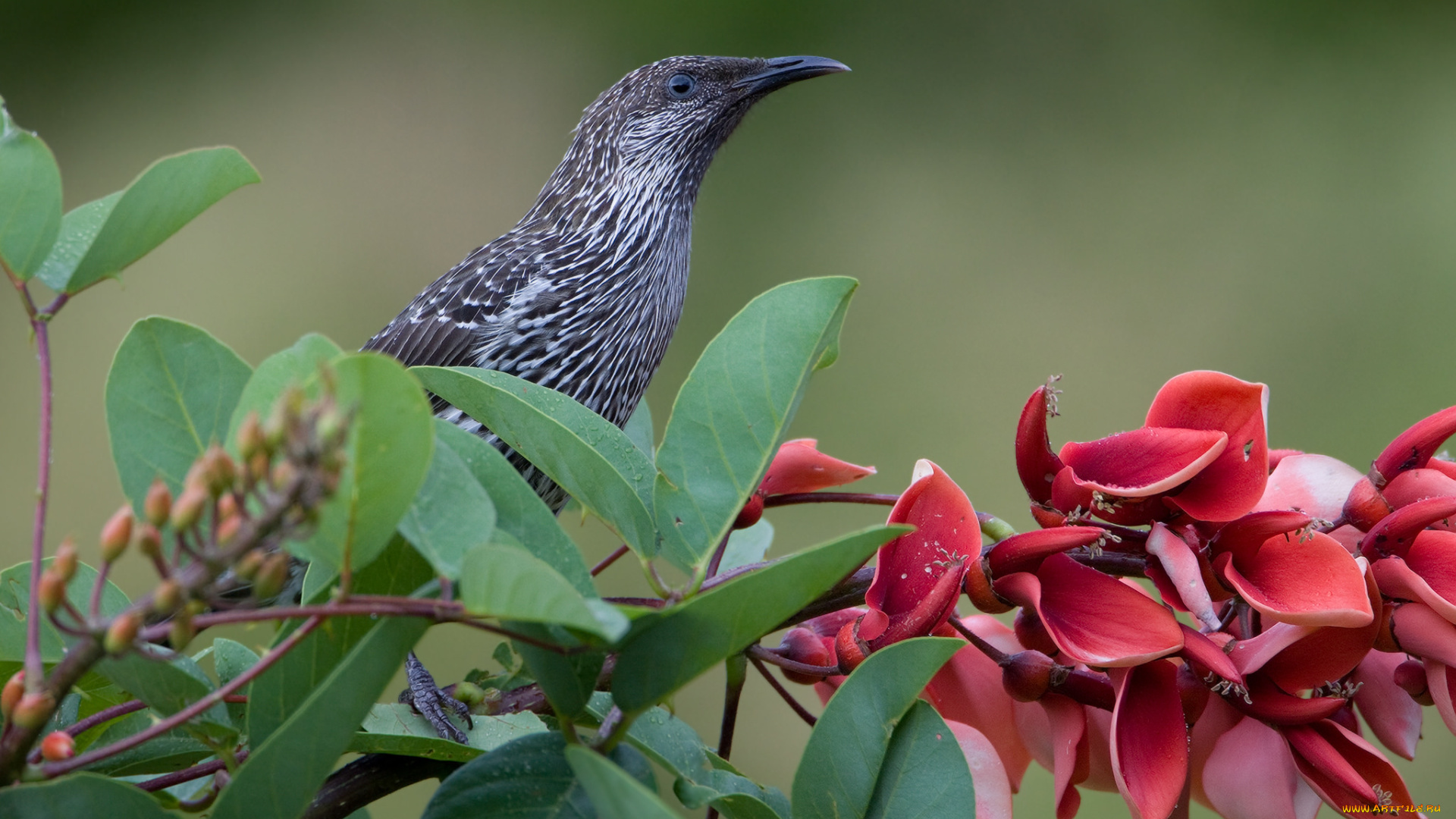 животные, птицы, птичка