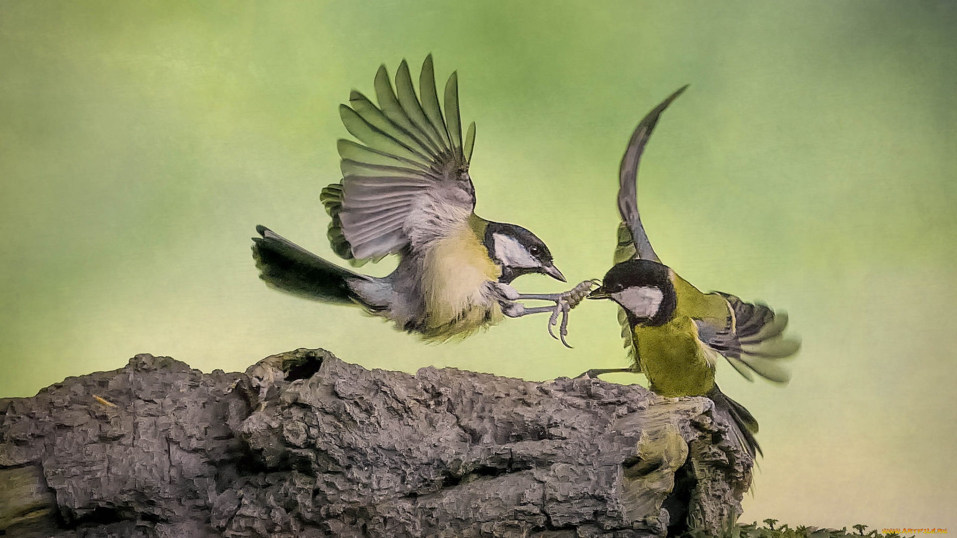 животные, синицы, , лазоревки, птичка