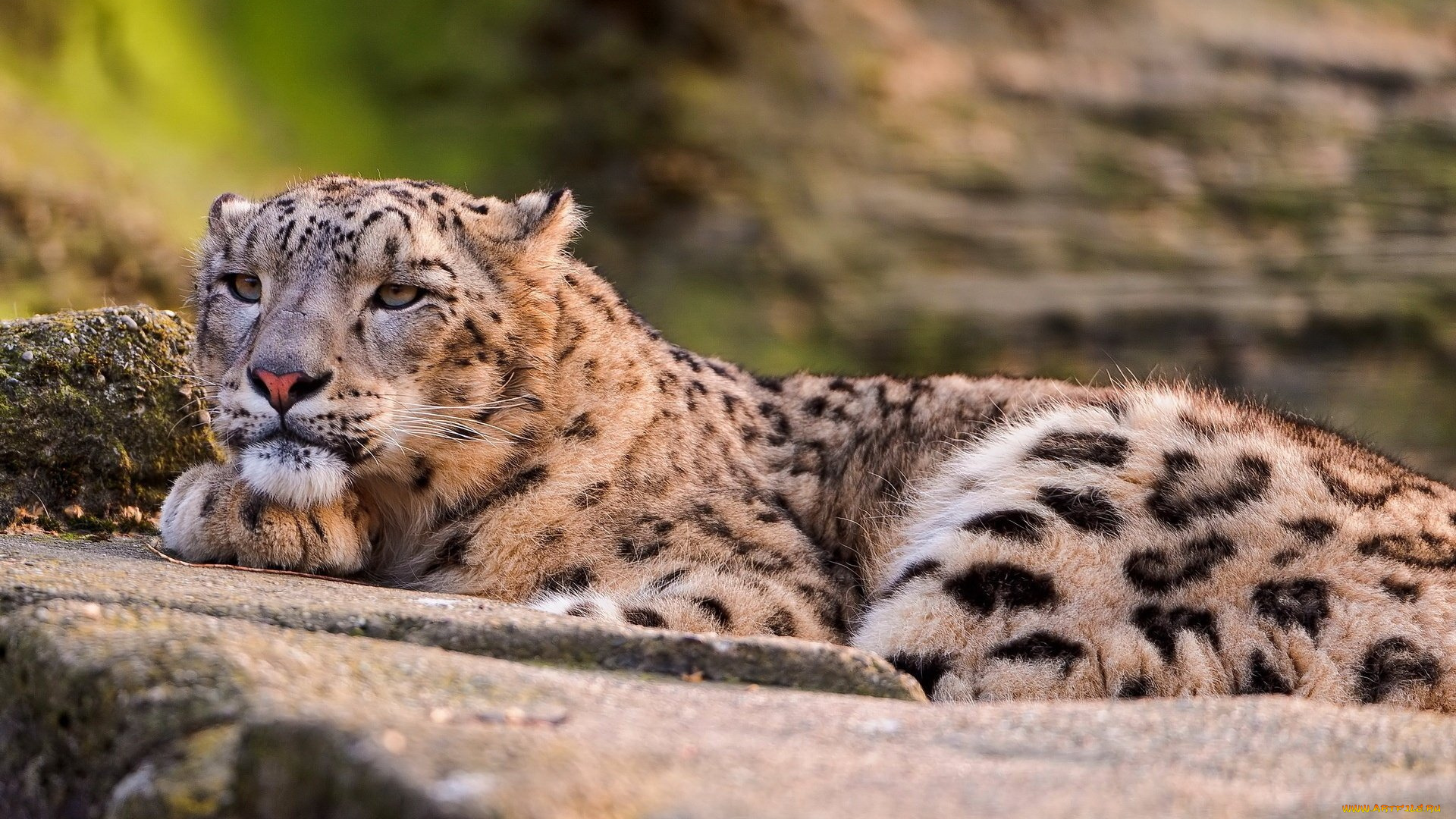 животные, снежный, барс, , ирбис, барс, камни, хищник, зверь