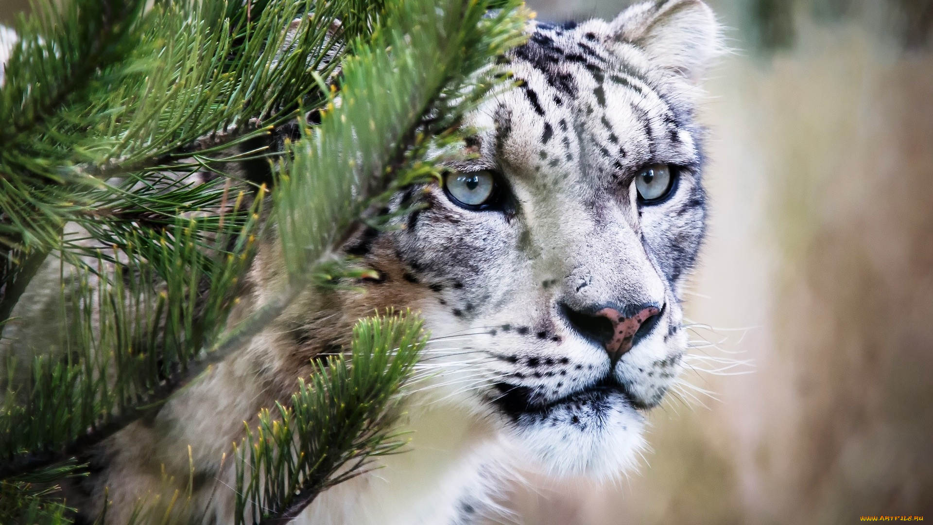 животные, снежный, барс, , ирбис, ёлка, голова, барс